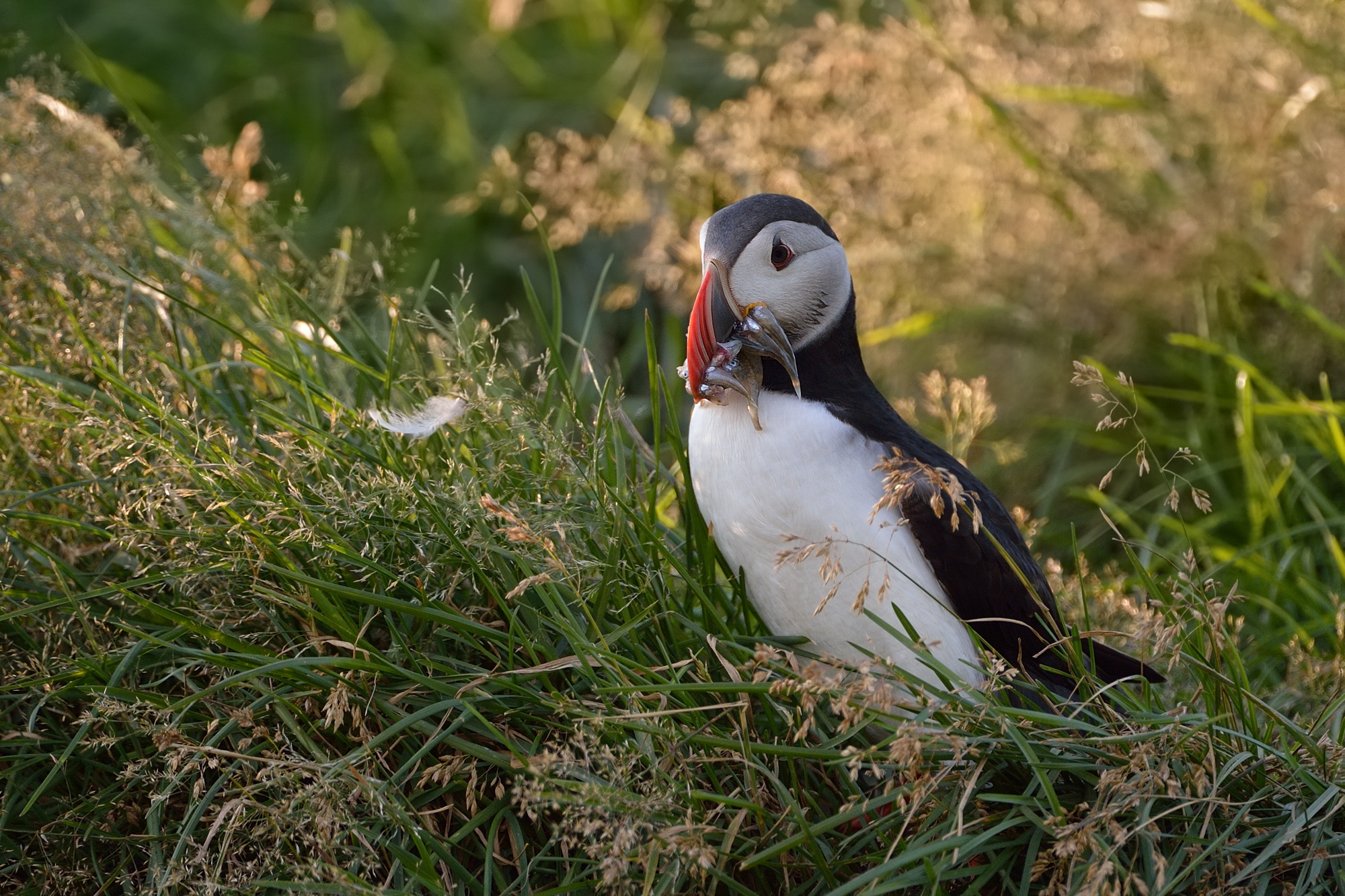 .. ma questa piuma é mia ?