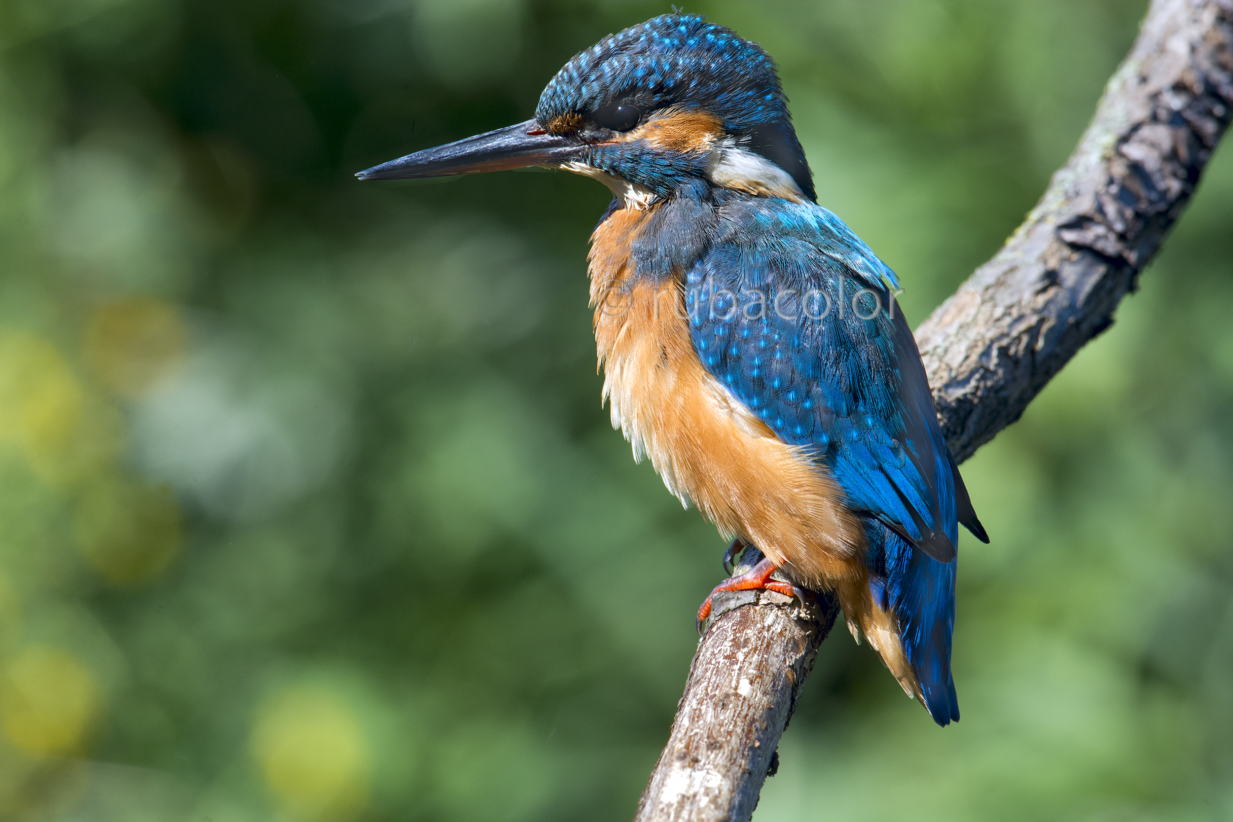 Light cutting for a martino