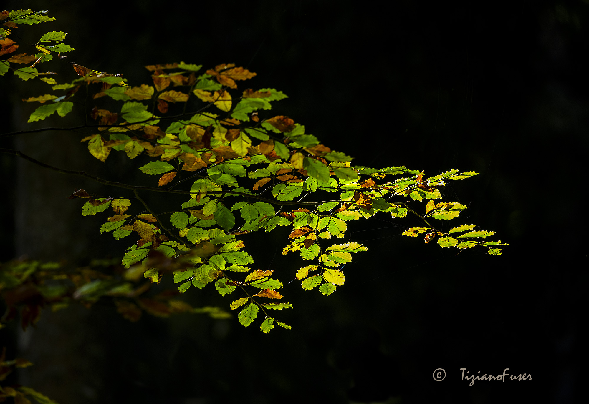 beech leaves