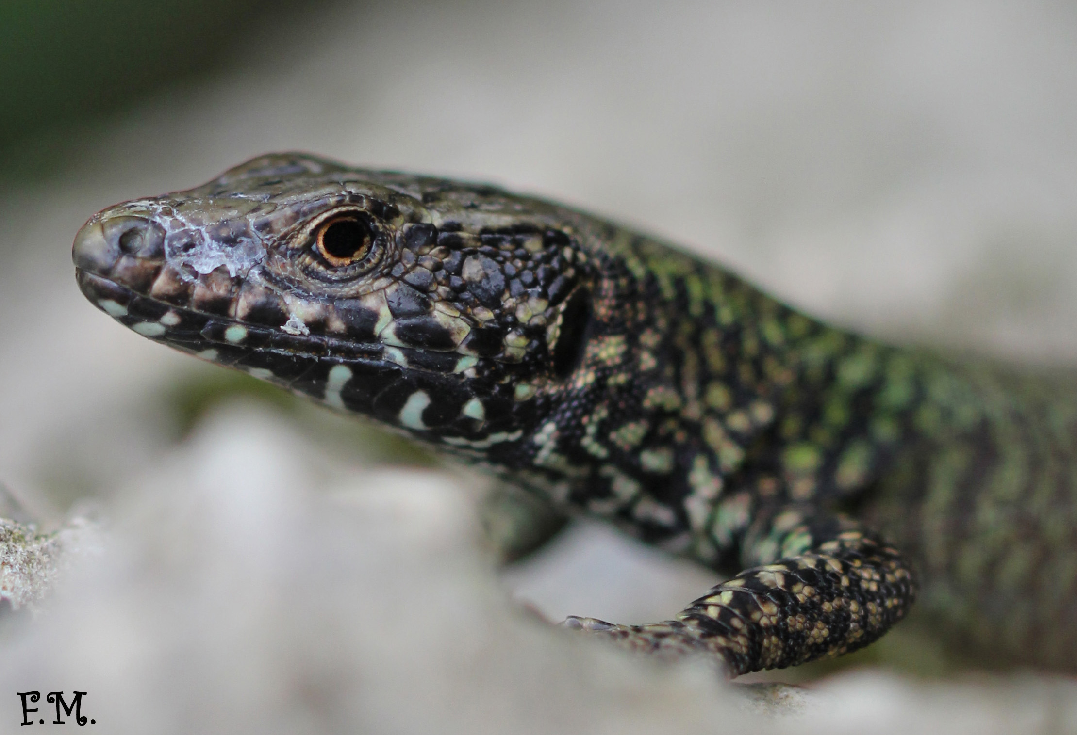 Podarcis muralis