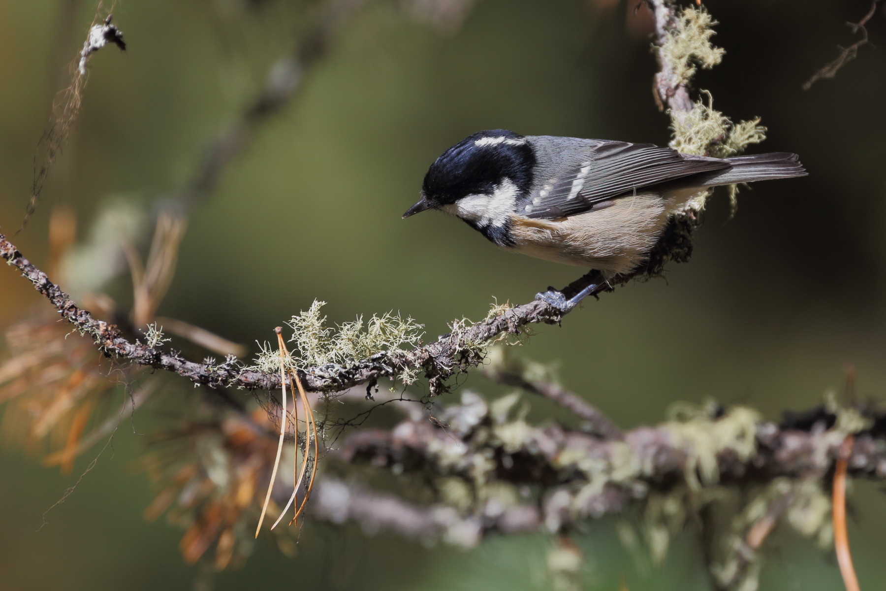 Chickadee
