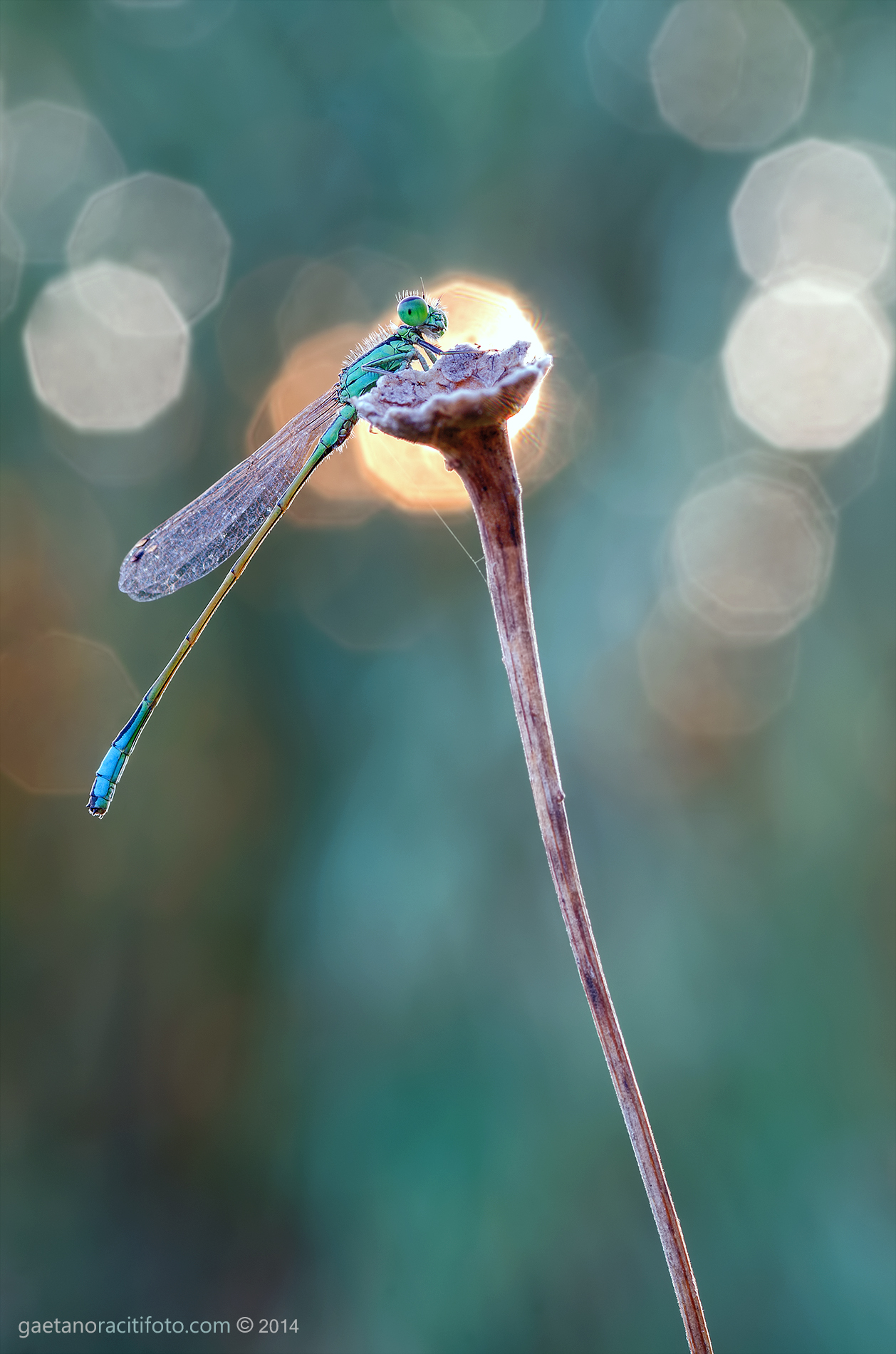 Damigellando dawn ....