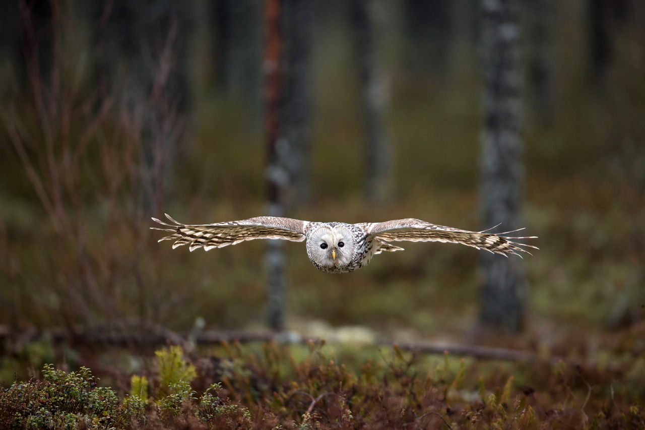 Allocco degli Urali - Ural Owl
