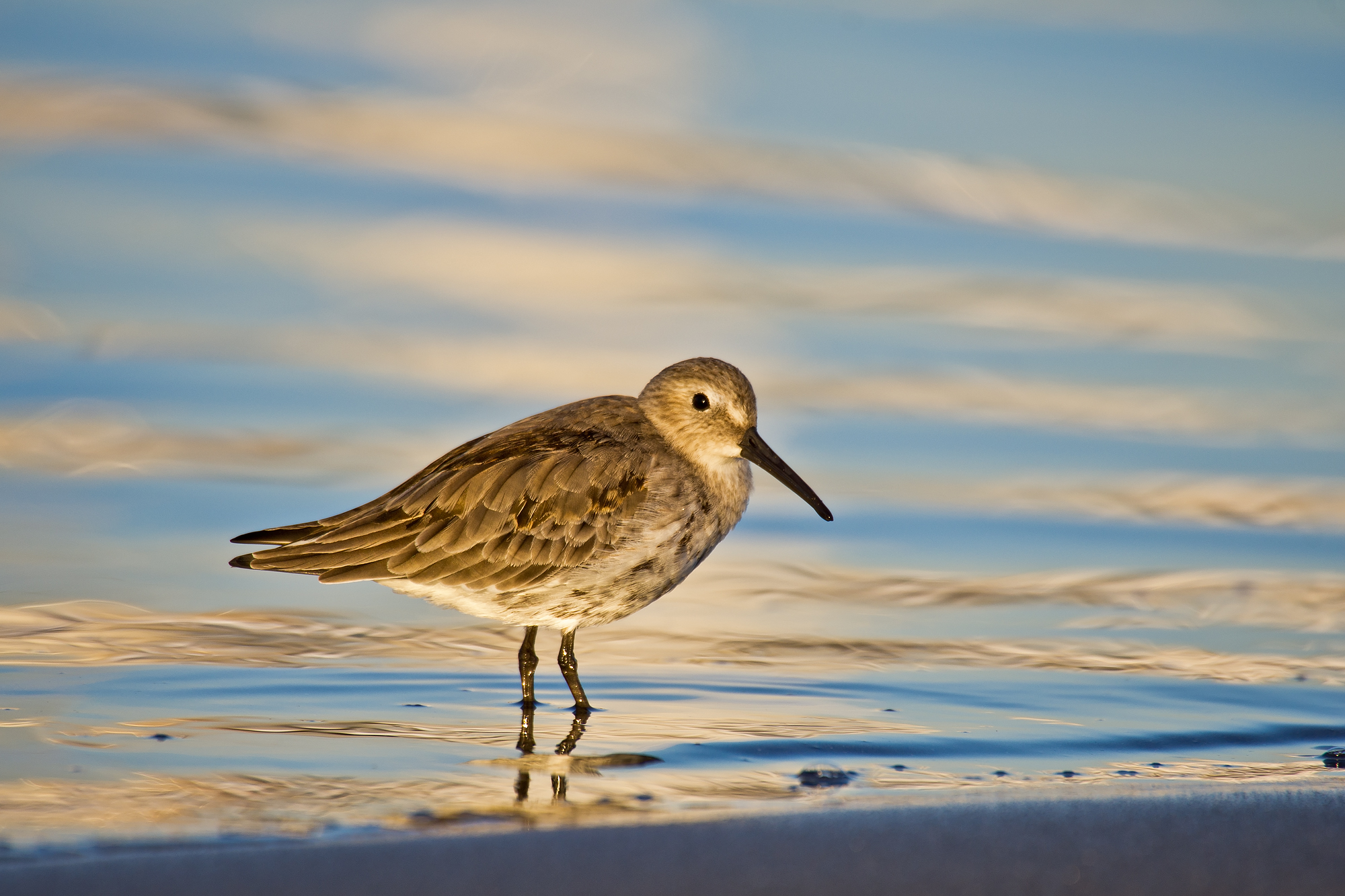 Calidris alpina (Linnaeus, 1758) - Scolopacidae