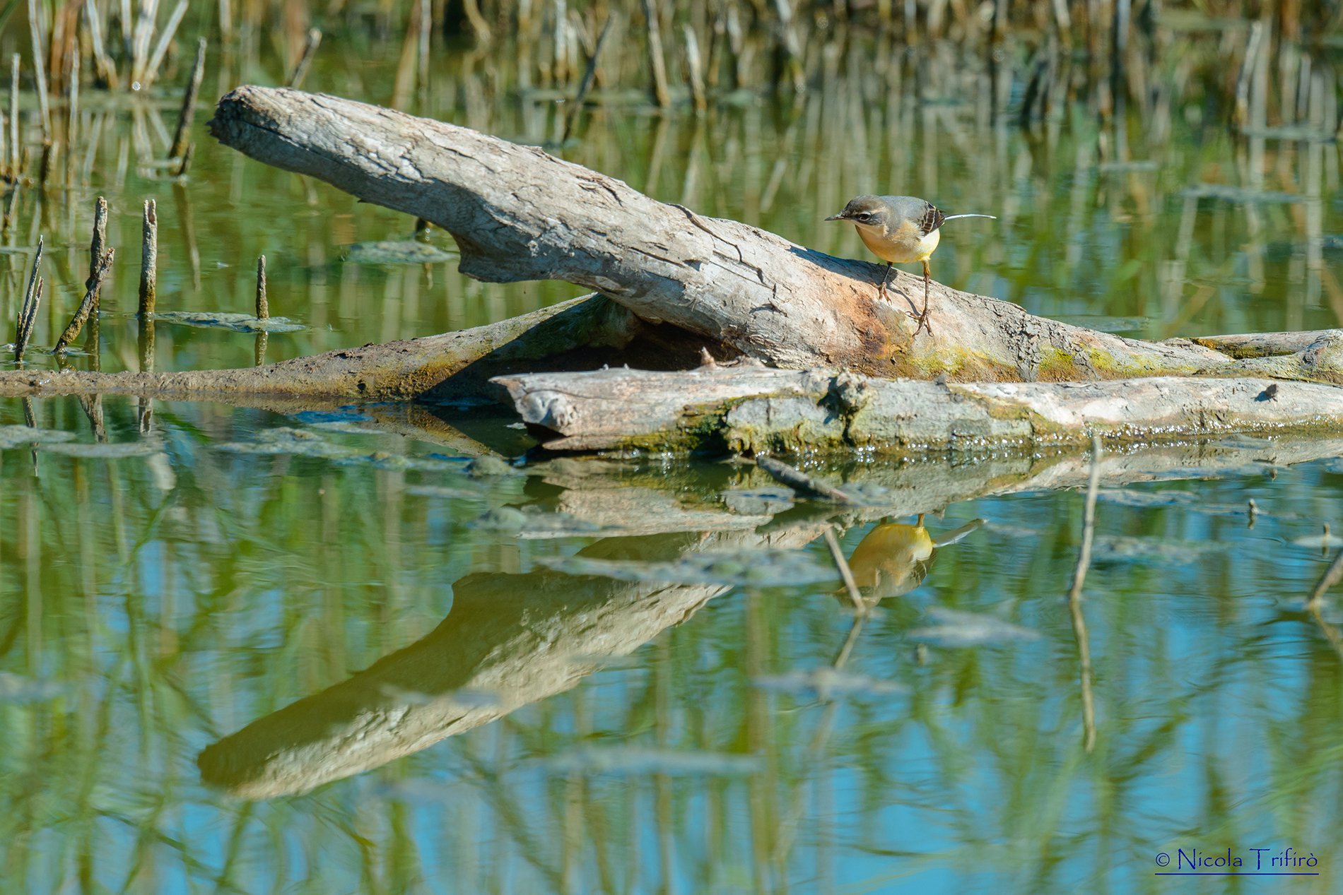 Yellow Wagtail