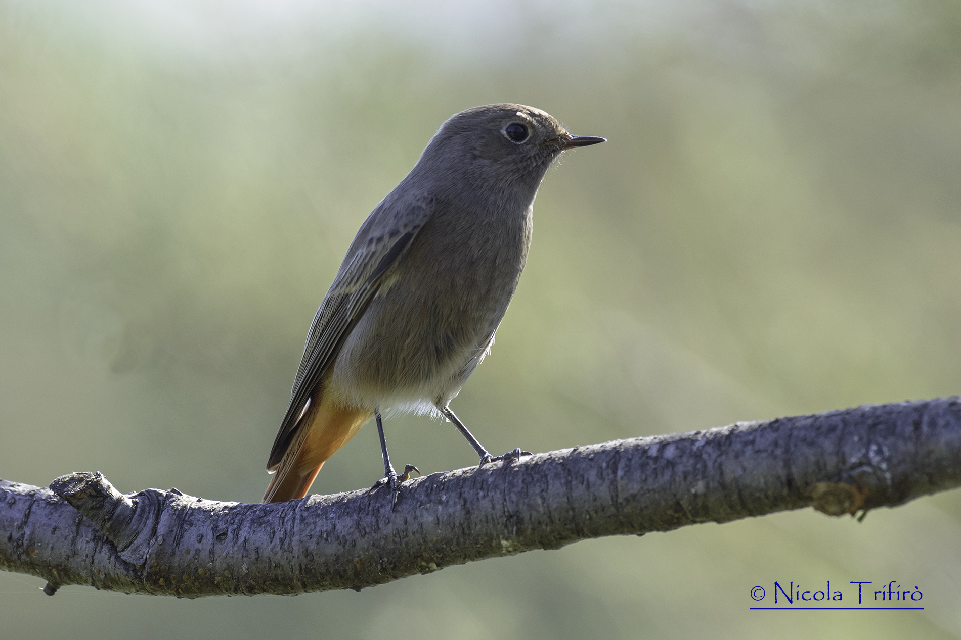 redstart