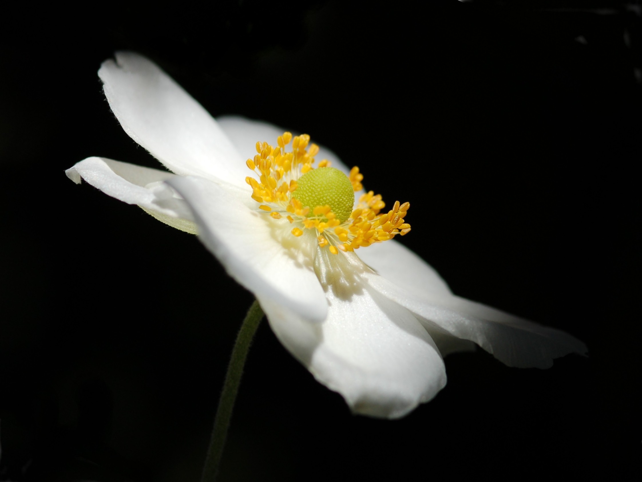 Anemone del Giappone