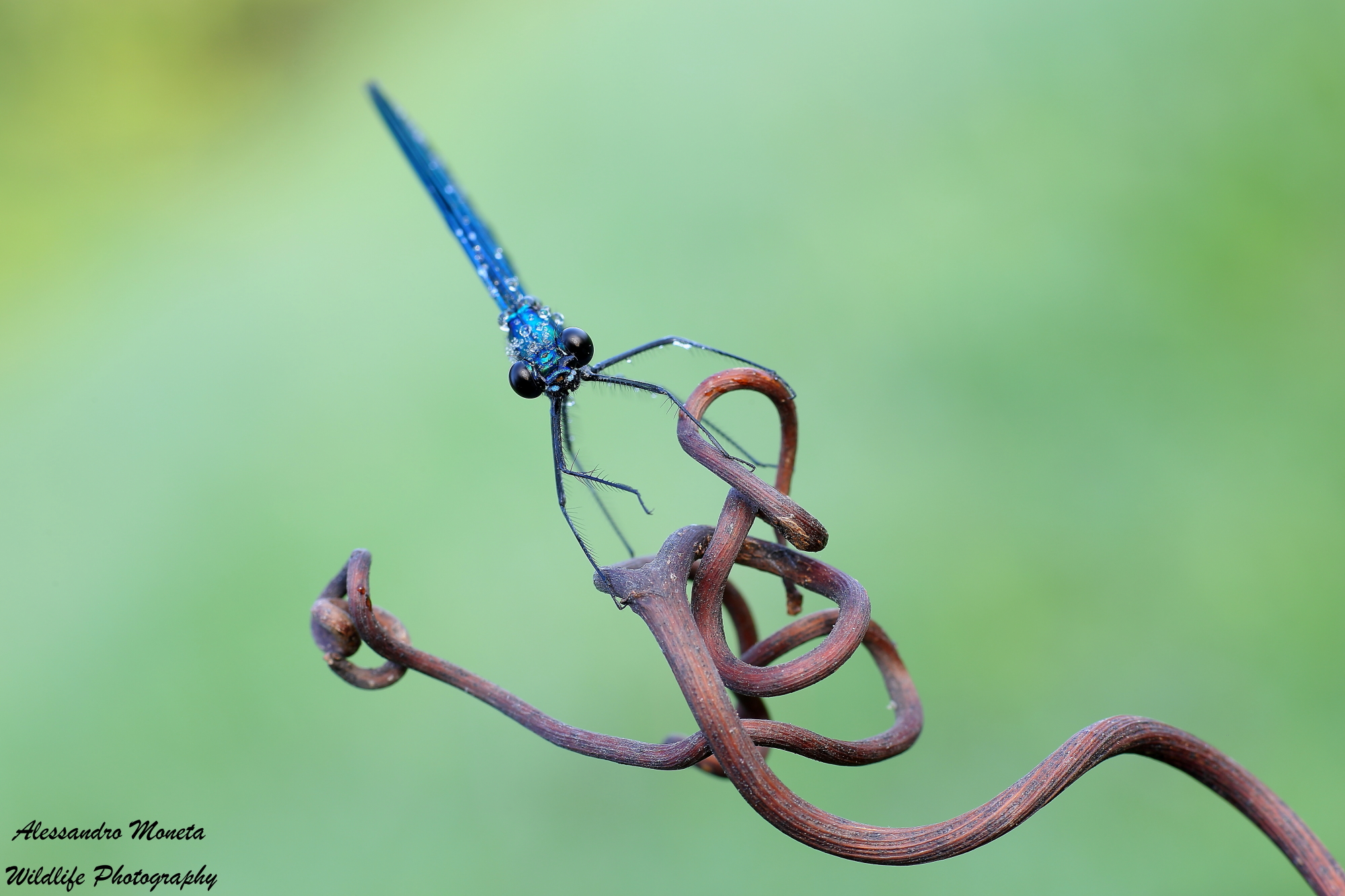 Guardami negli occhi