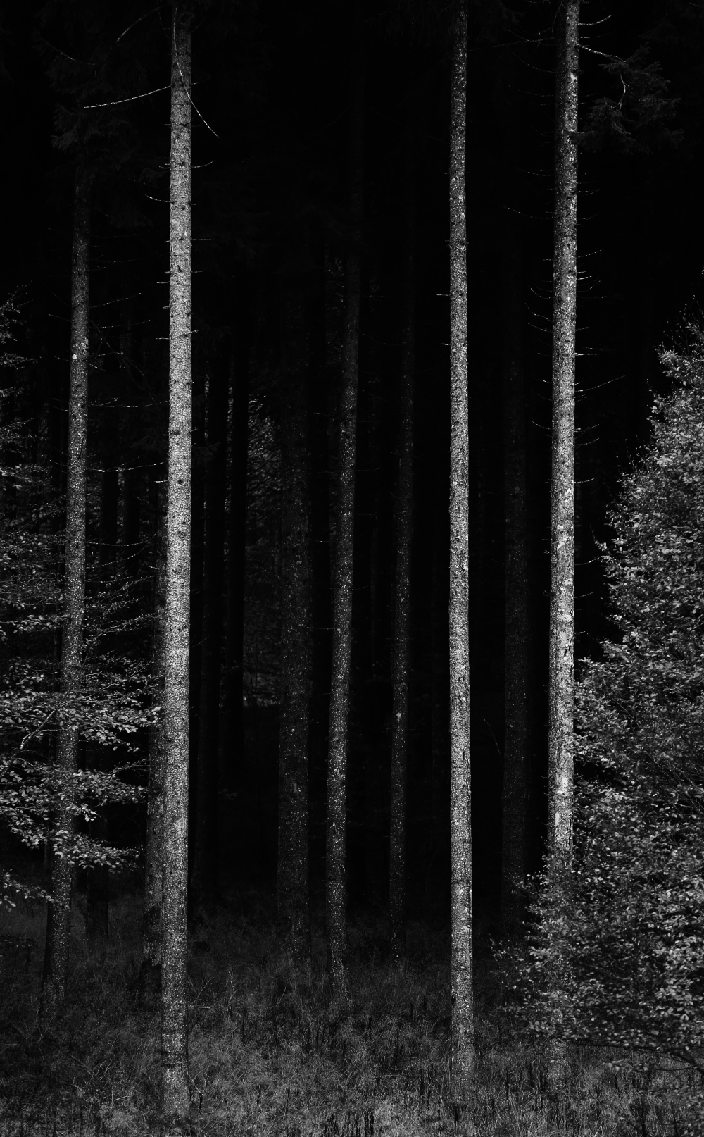 l' entrata del bosco