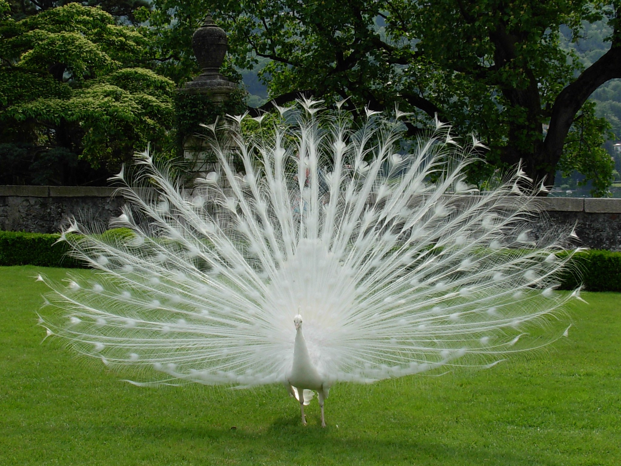 Peacock
