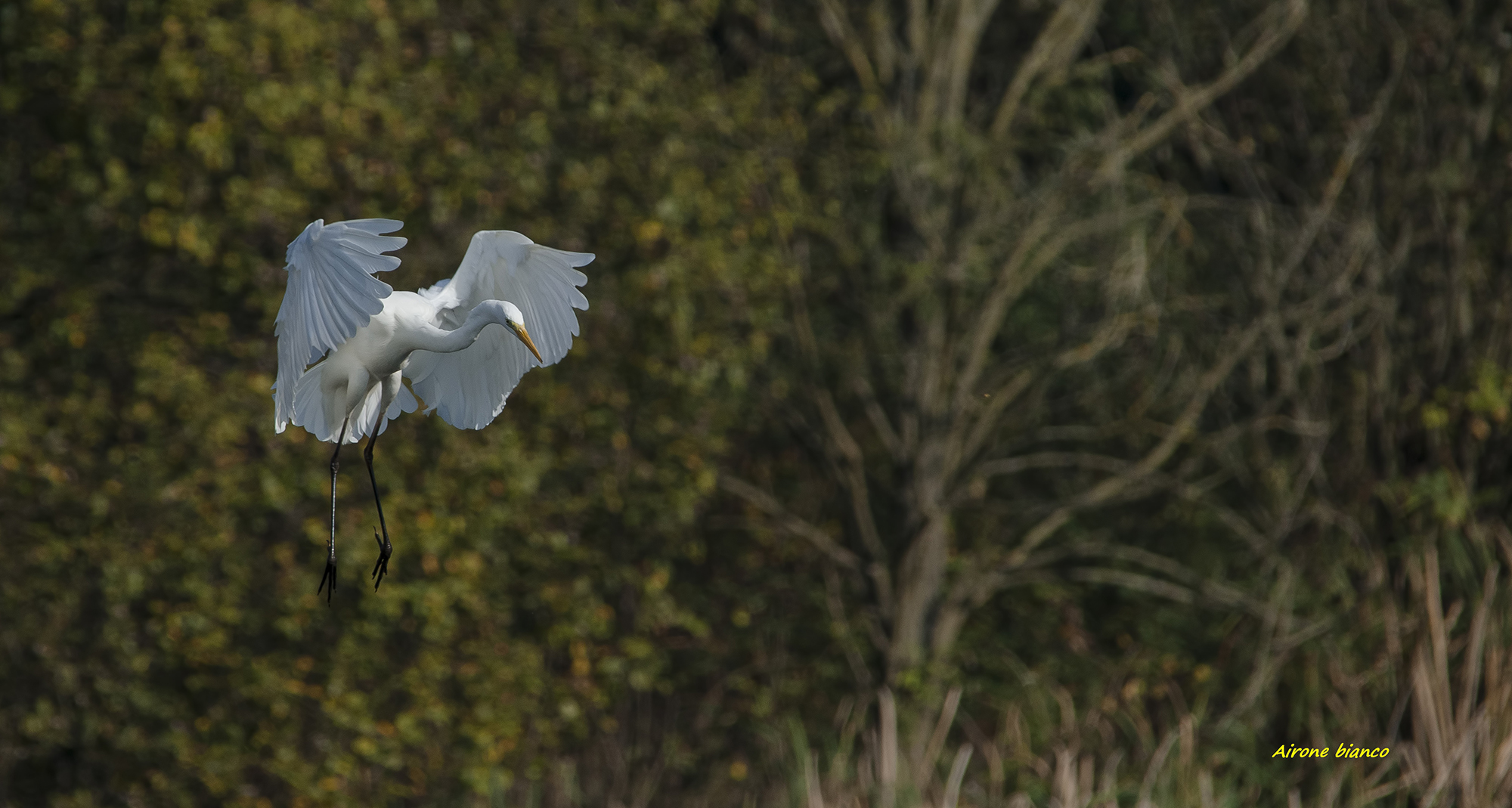 Airone bianco