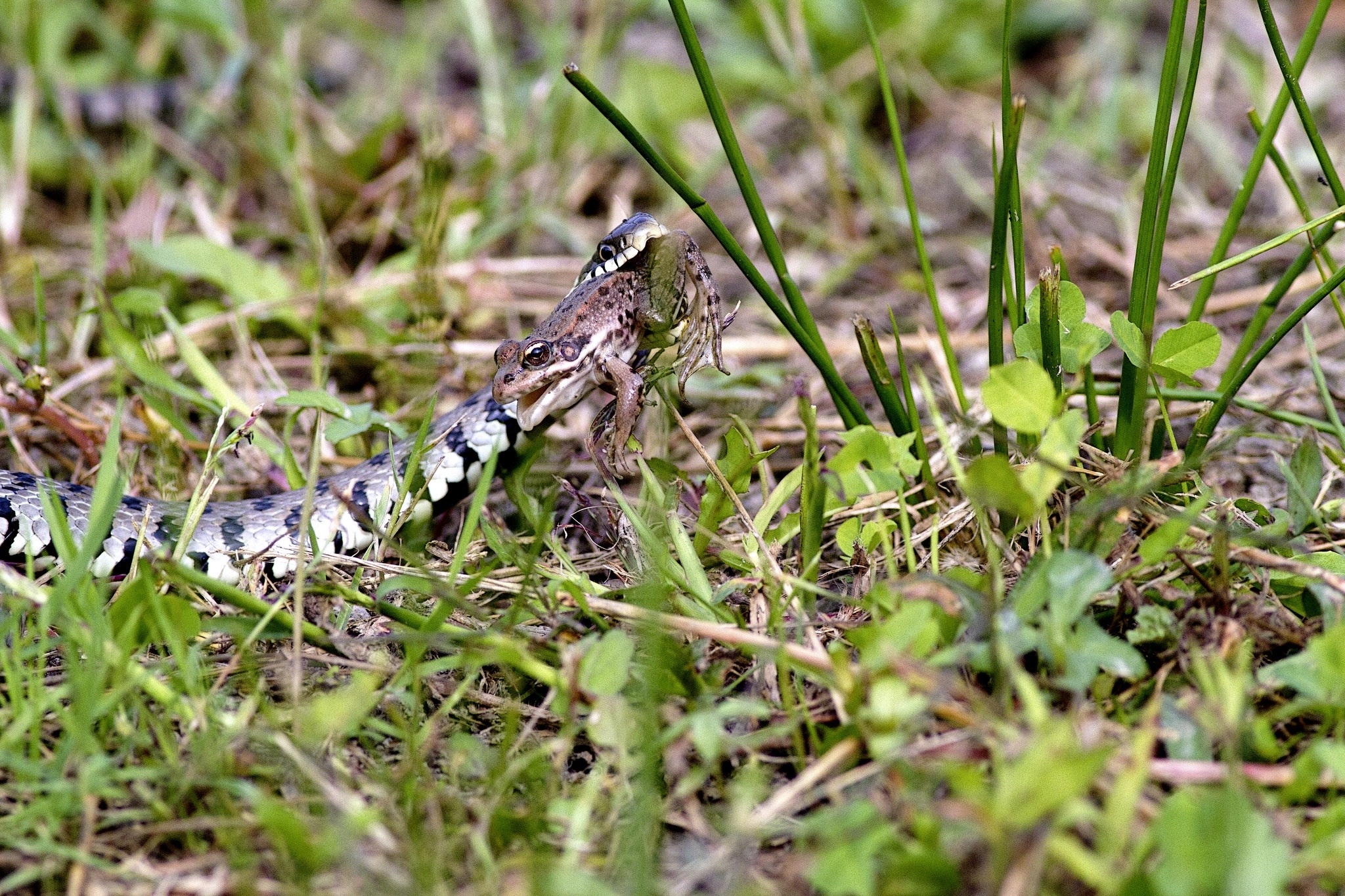 Biscia dal collare e ranocchia