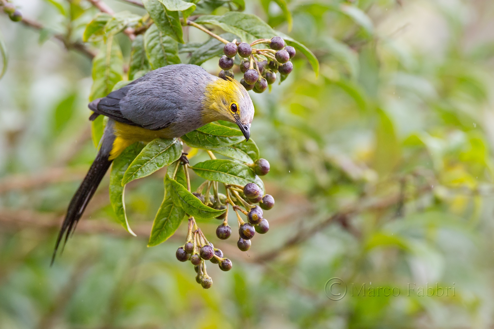 Long-tailed Silky-Flycatcher