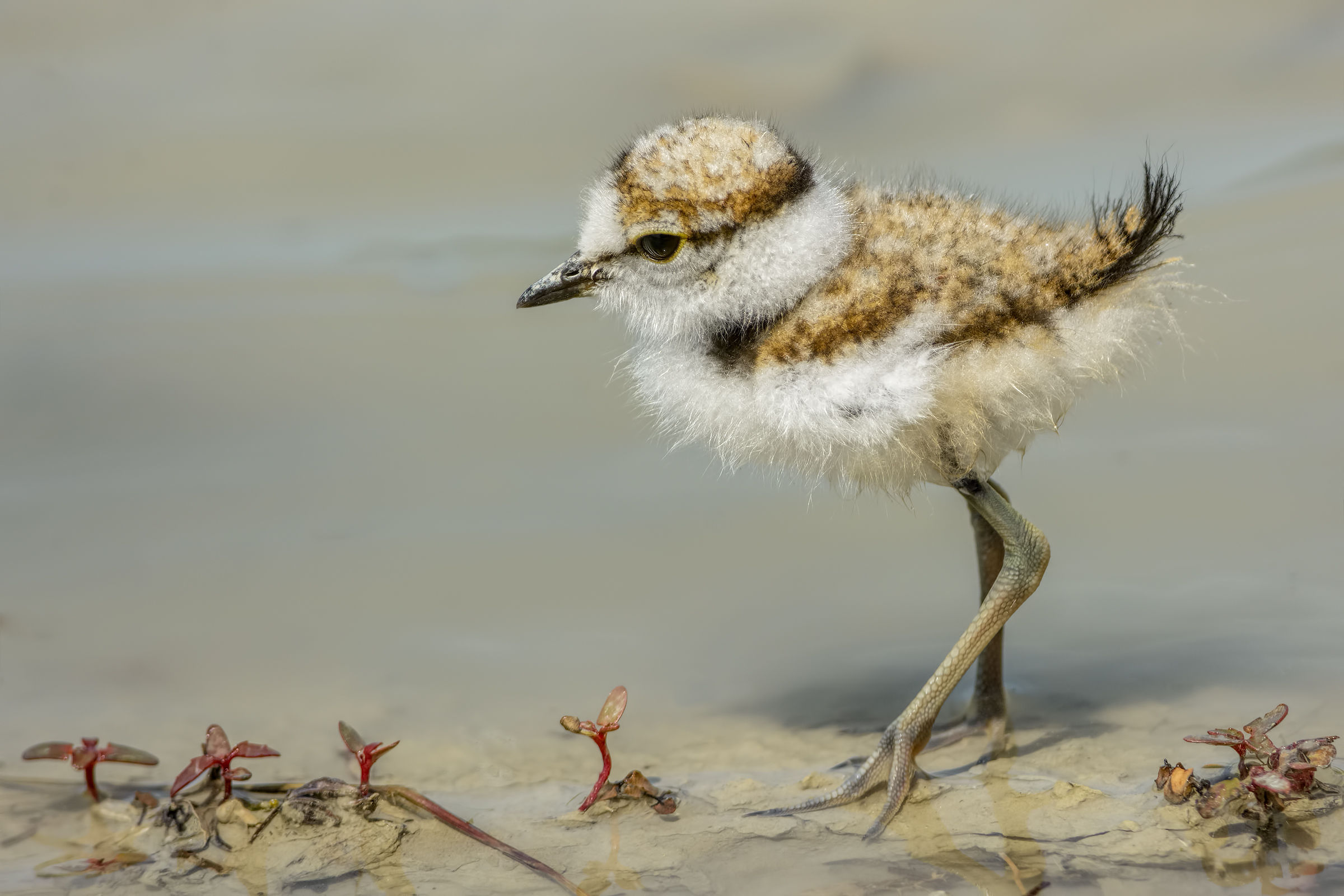 Pullo of Little Ringed Plover (Charadrius dubius)
