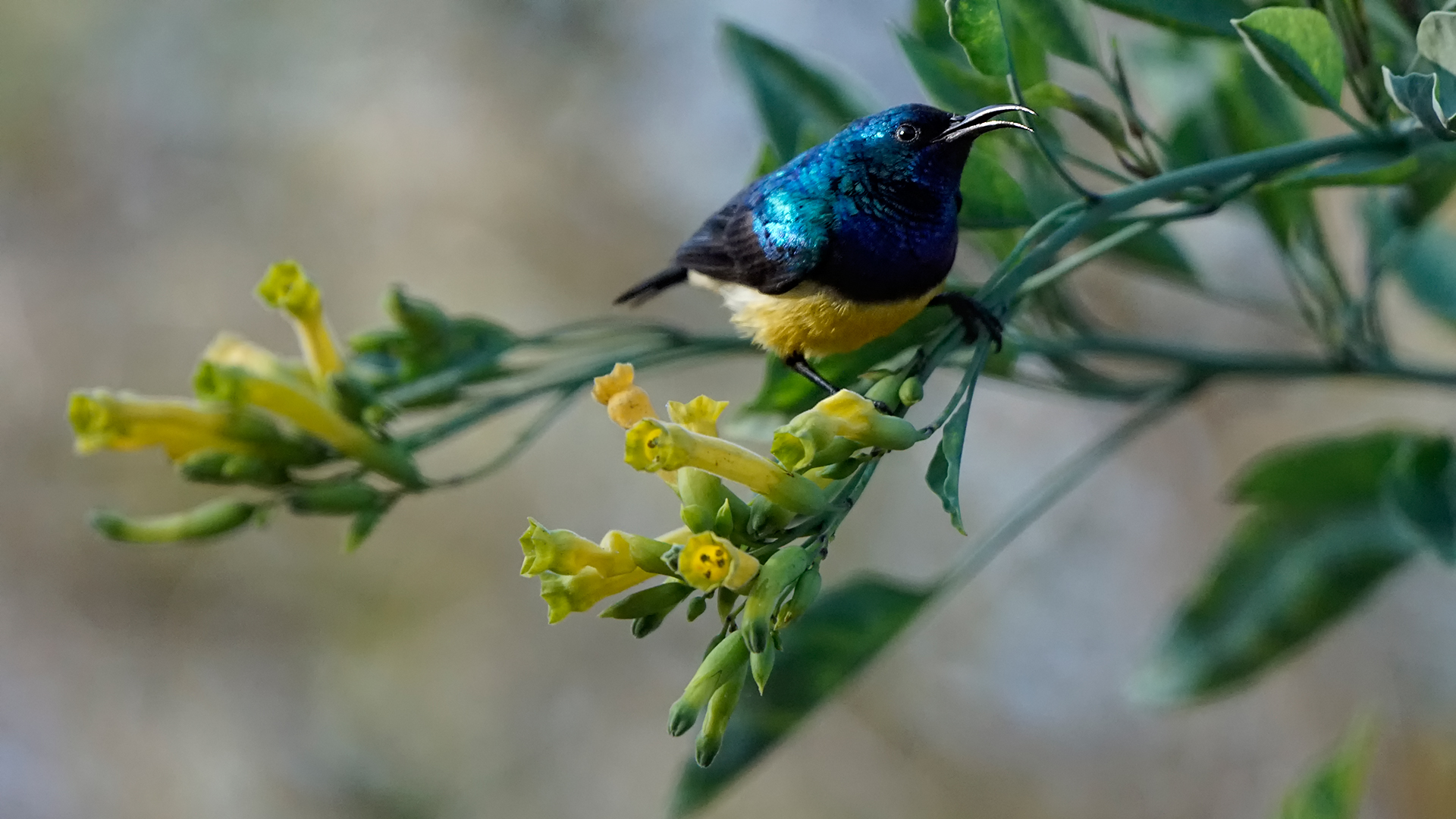 sunbird