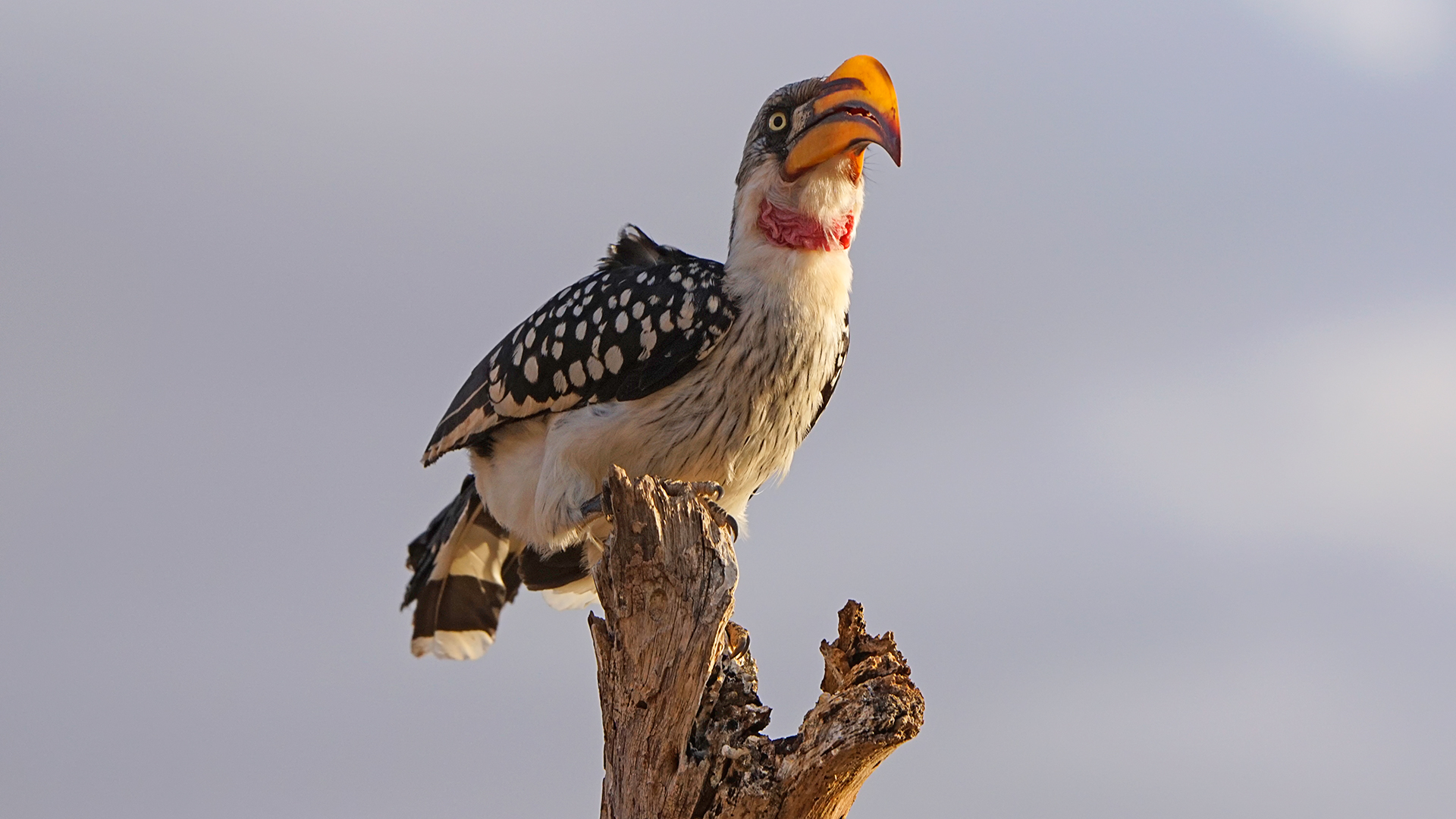 Giallo fatturati Hornbill