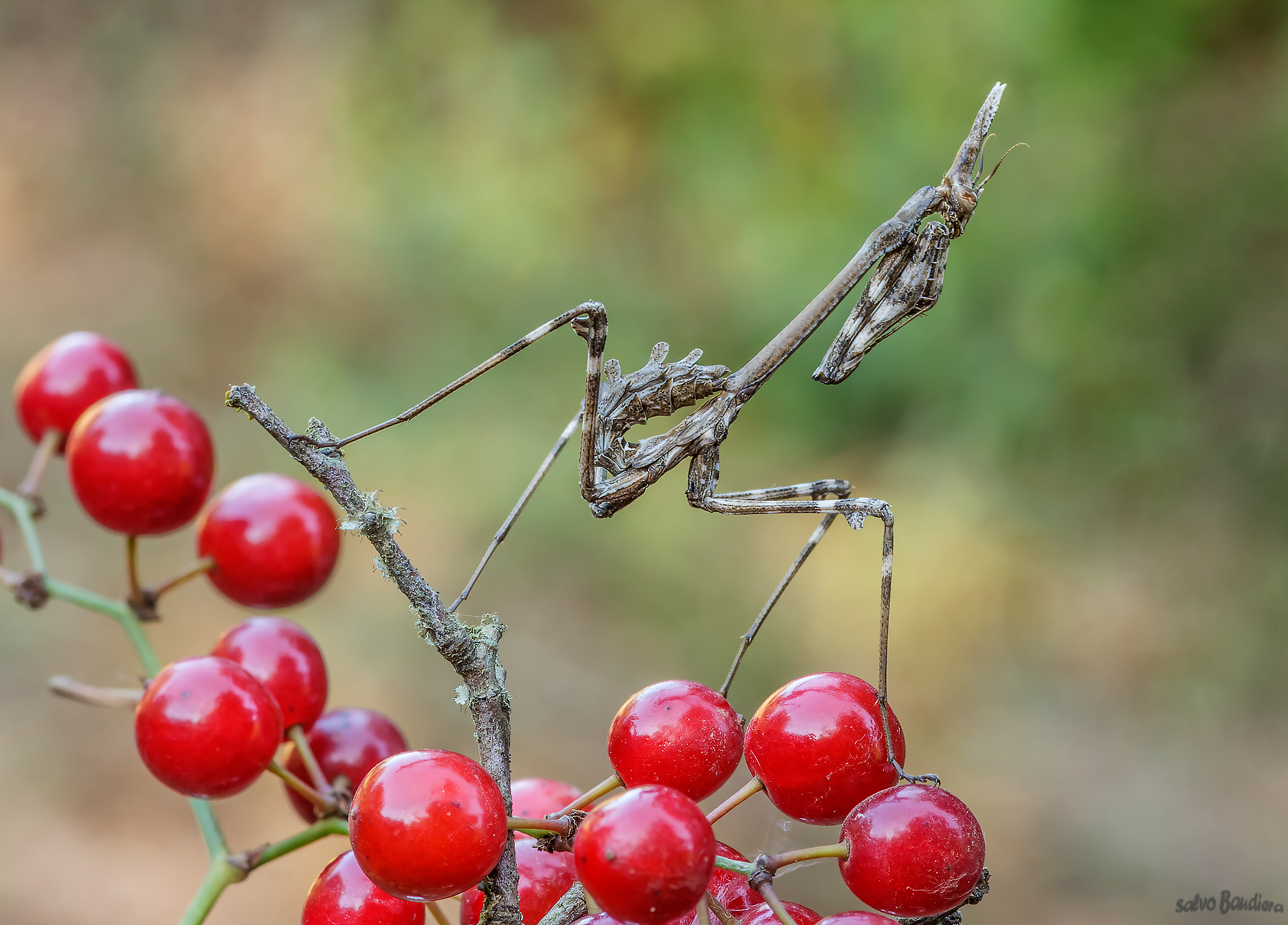Empusa giocoliere...