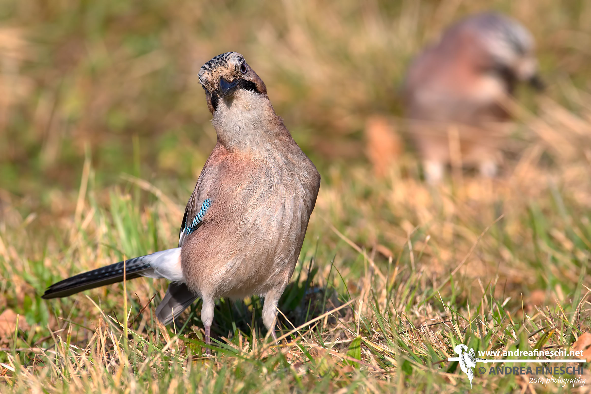 Coppia di ghiandaie al pascolo