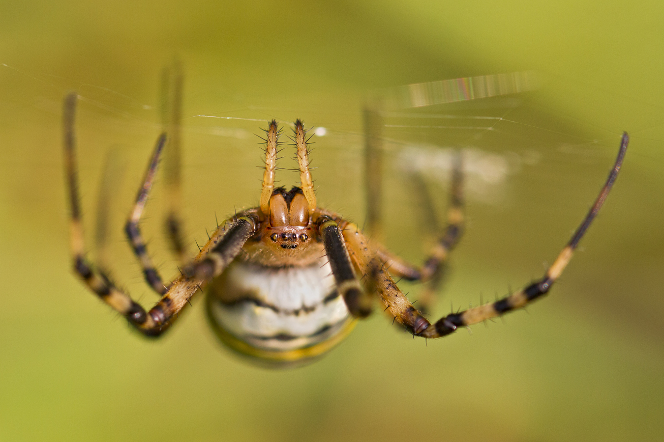 Wasp spider (Argiope bruennichi)