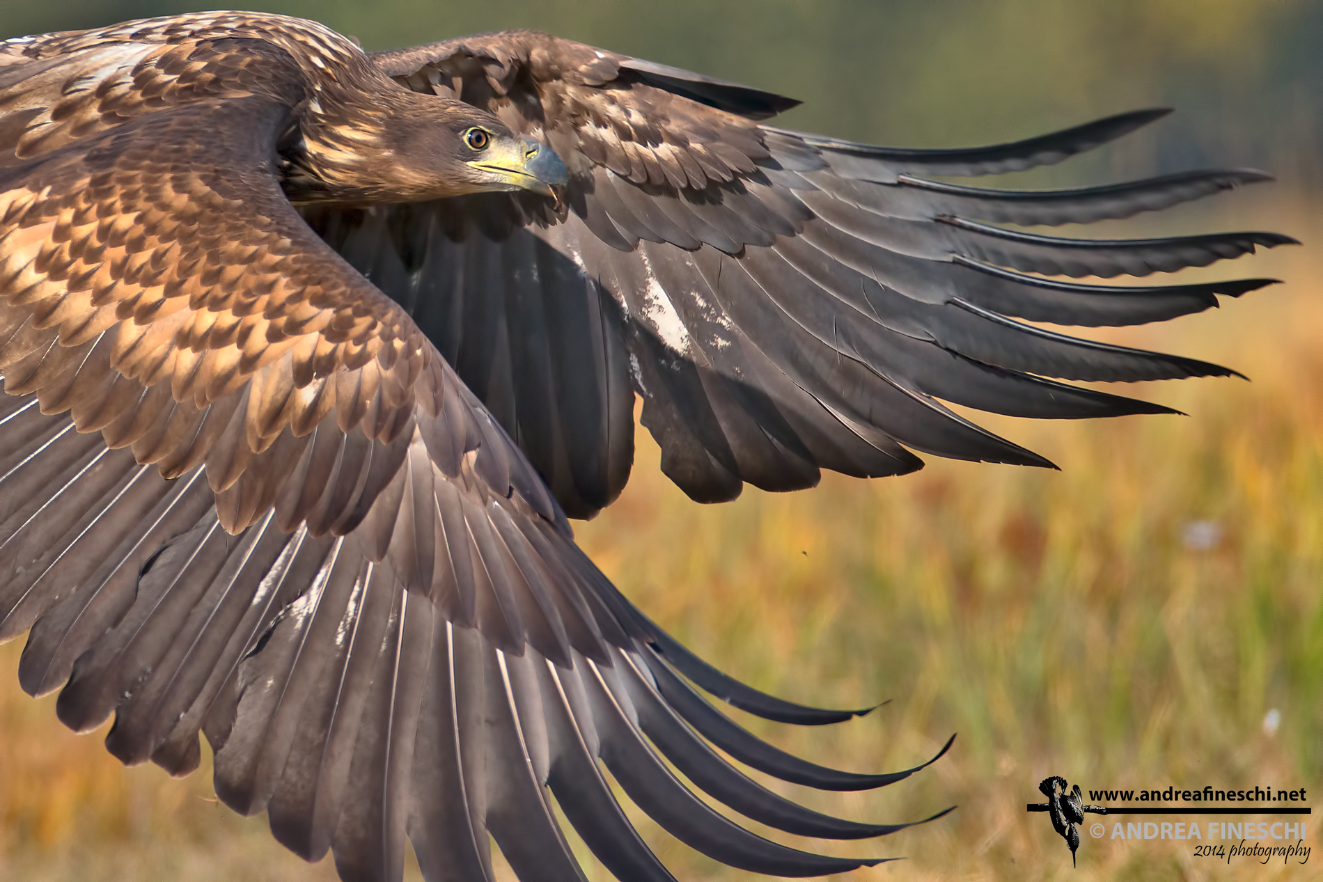 Ritratto d'aquila in volo