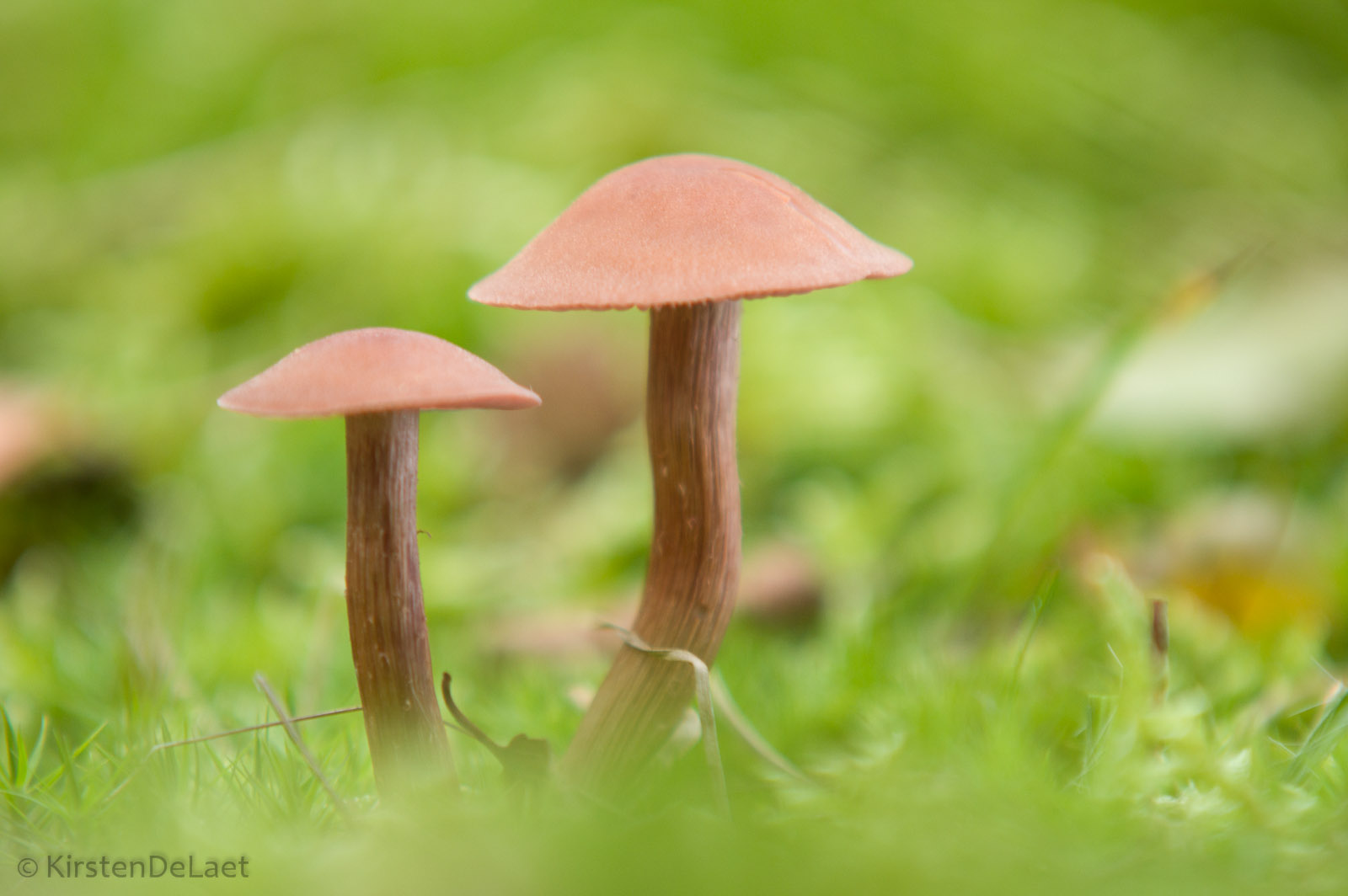 Funghi da ottobre 2014