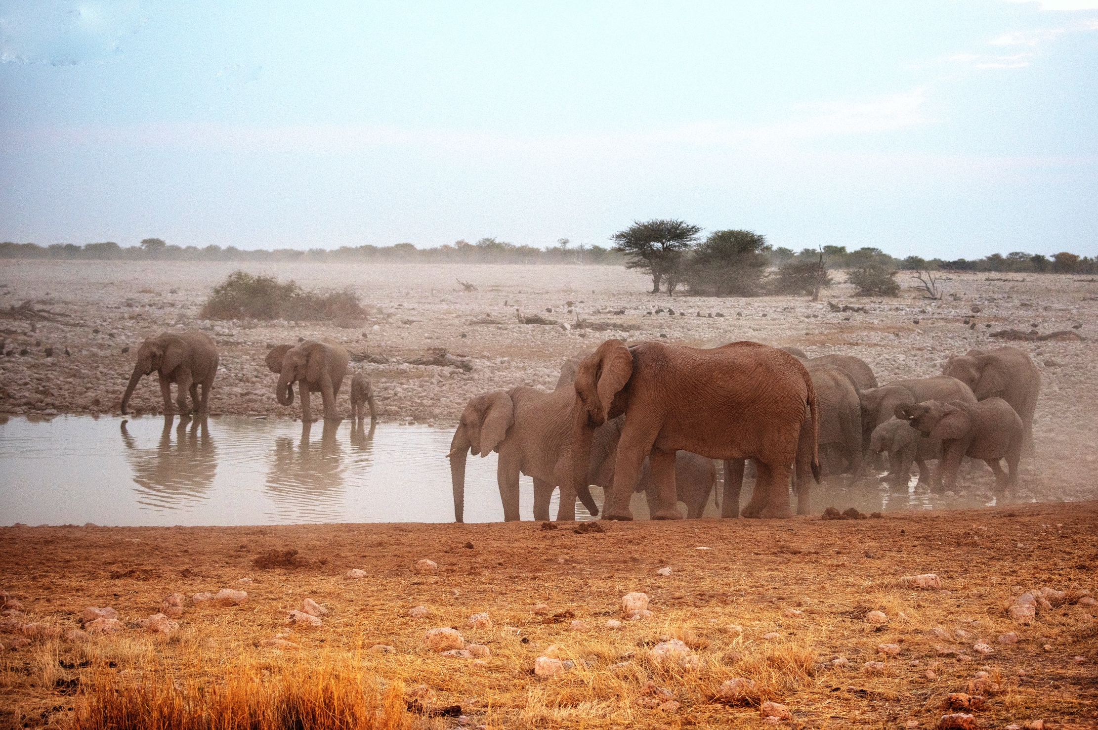 Etosha - Elefanti alla pozza di sera