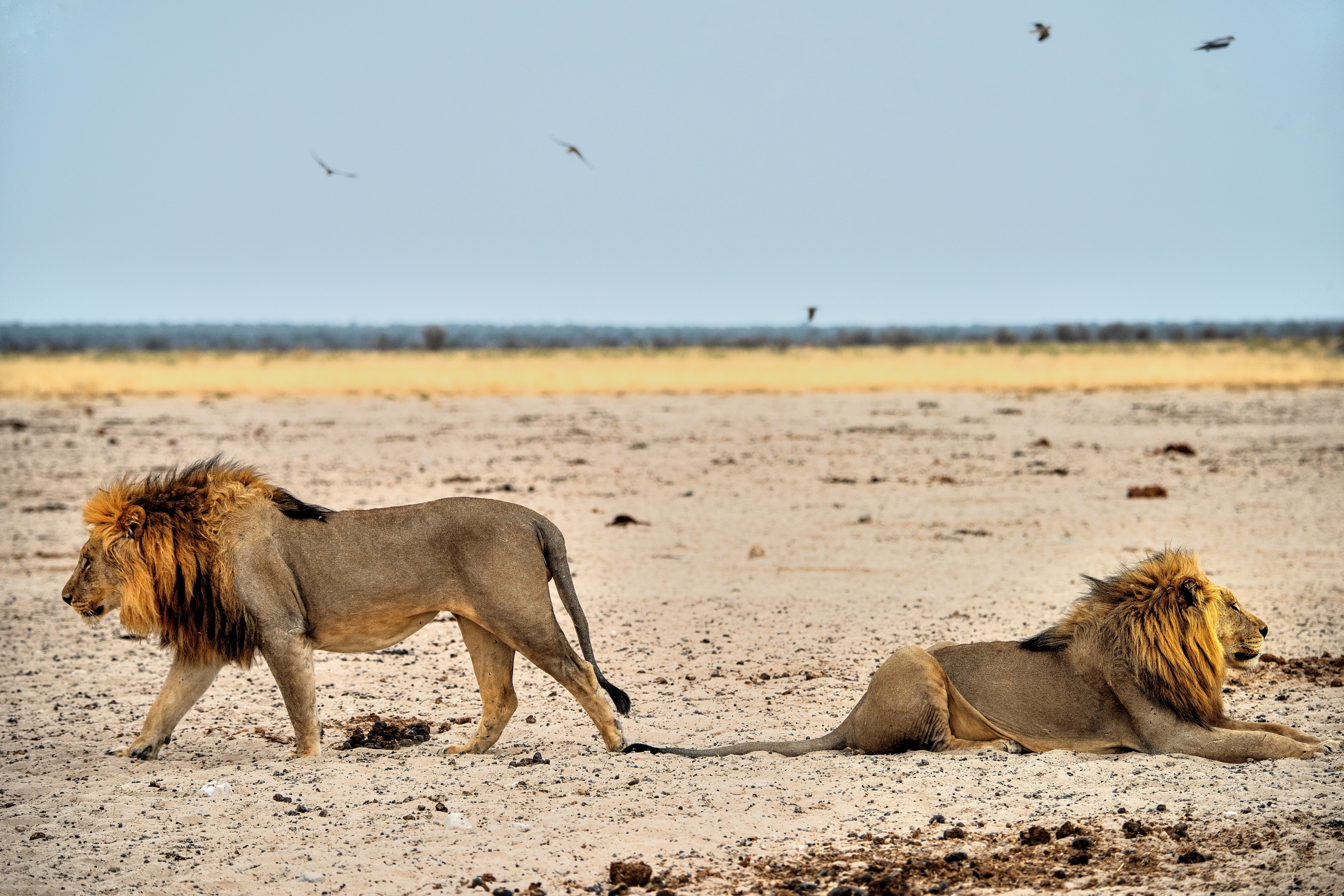 Etosha -  Leoni