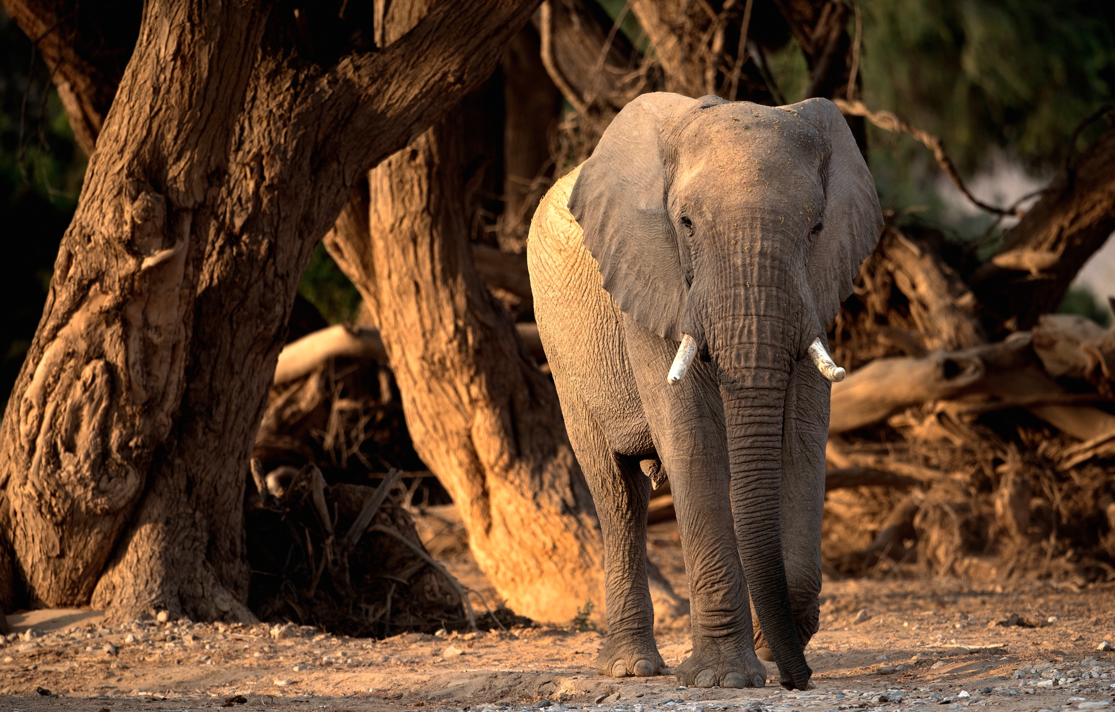Deserto del Kaokoland - Elefante