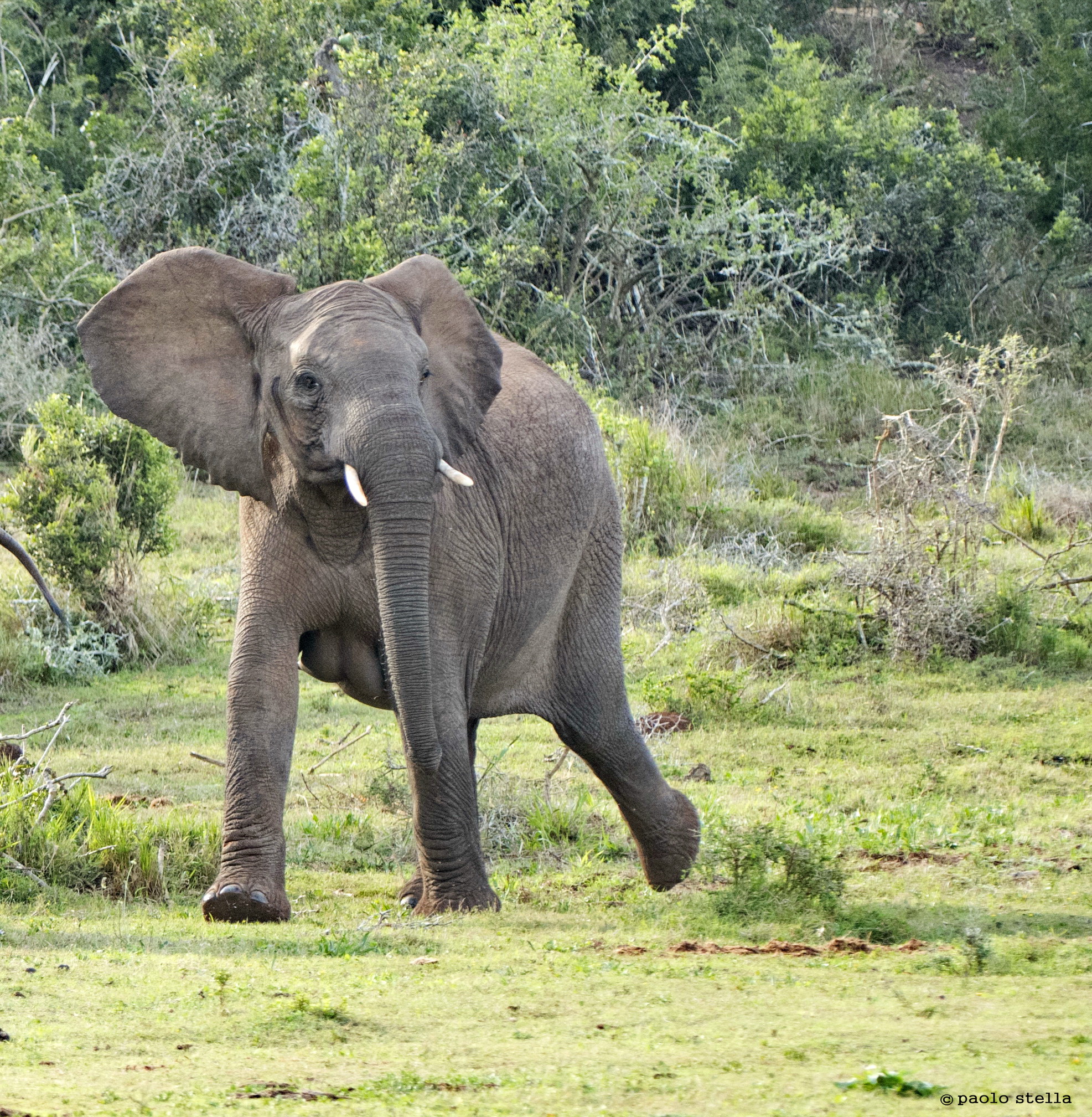 puddle - 4: female furious