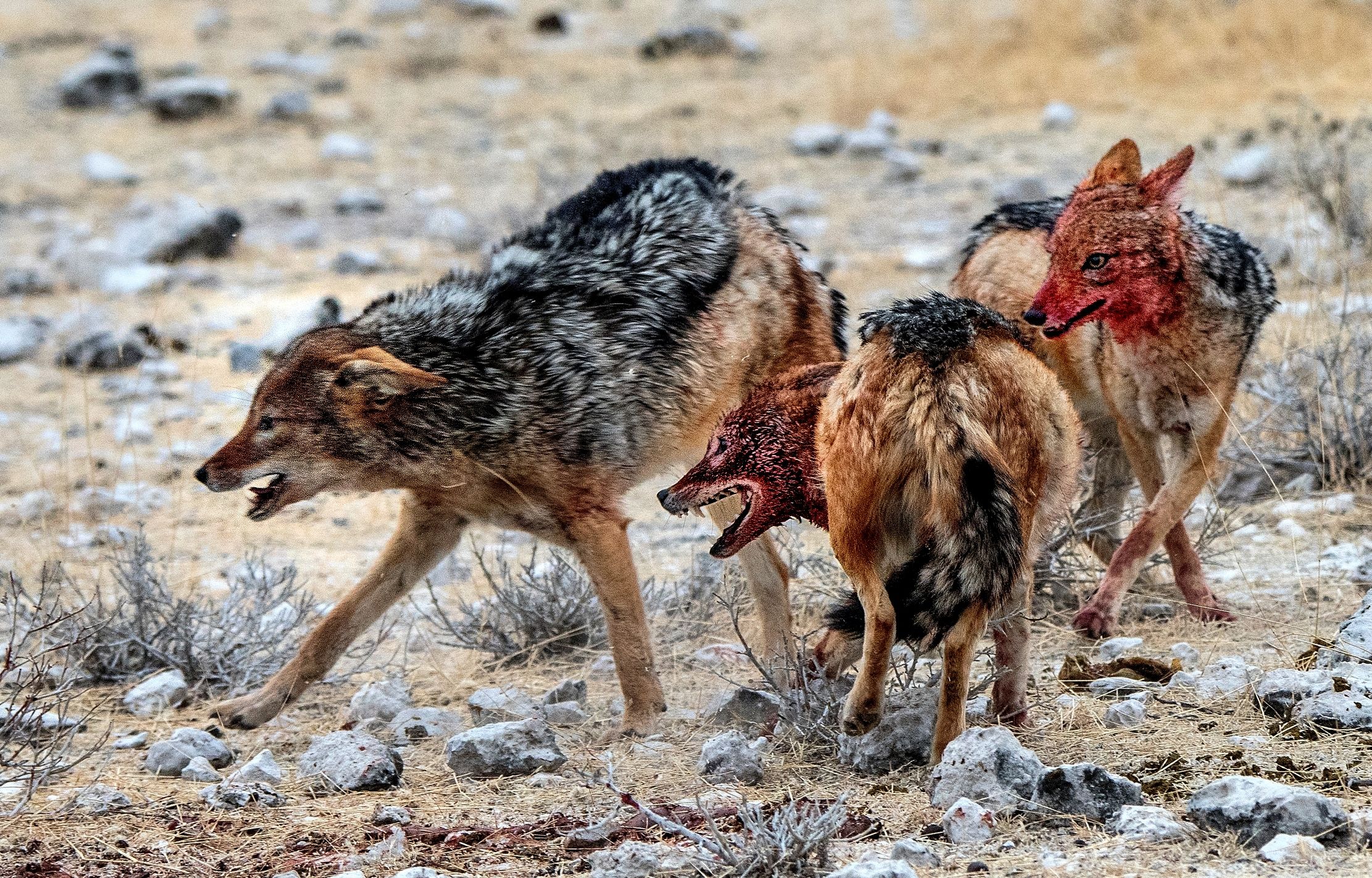Etosha - Contesa tra sciacalli