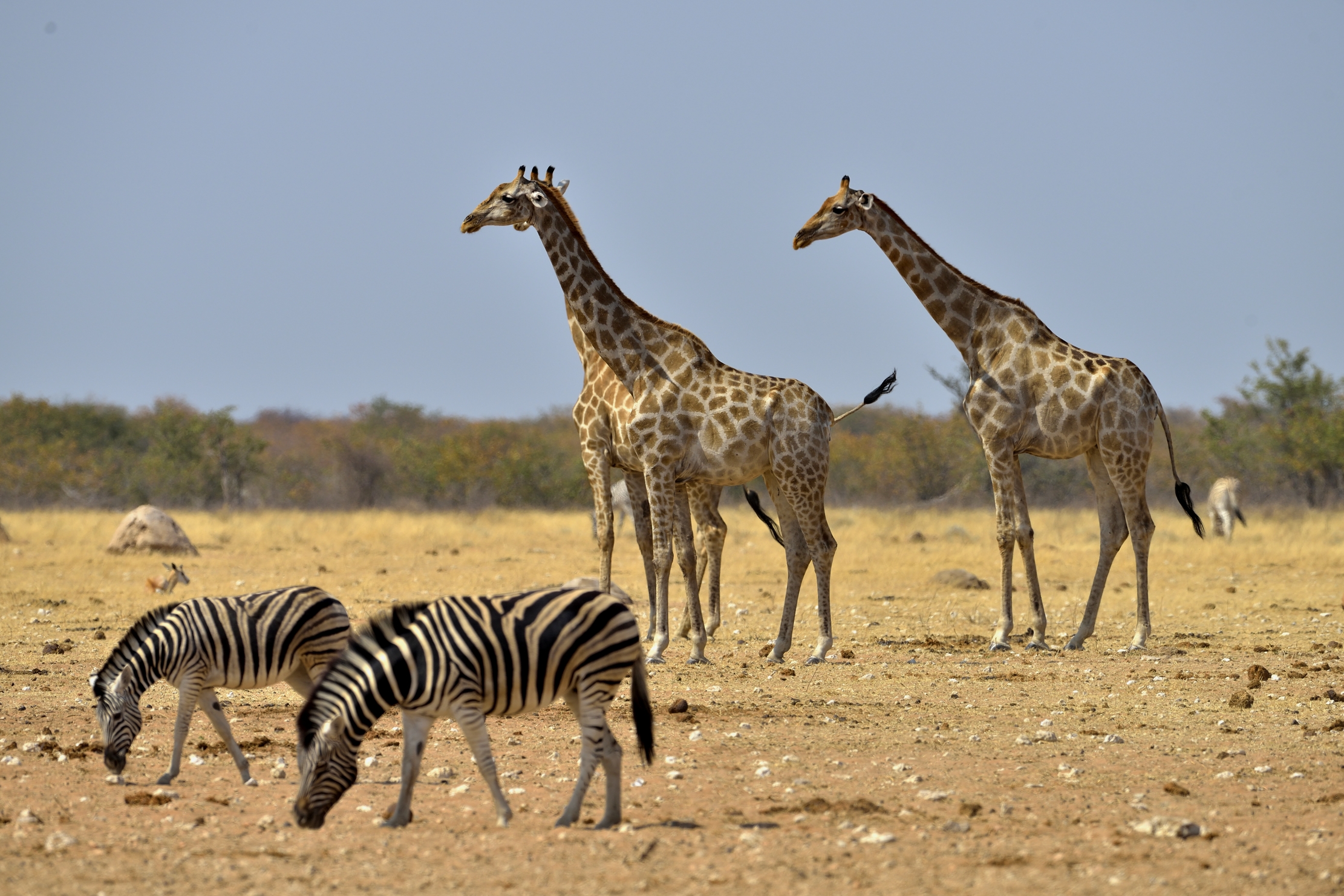 Etosha - Zebre e Giraffe