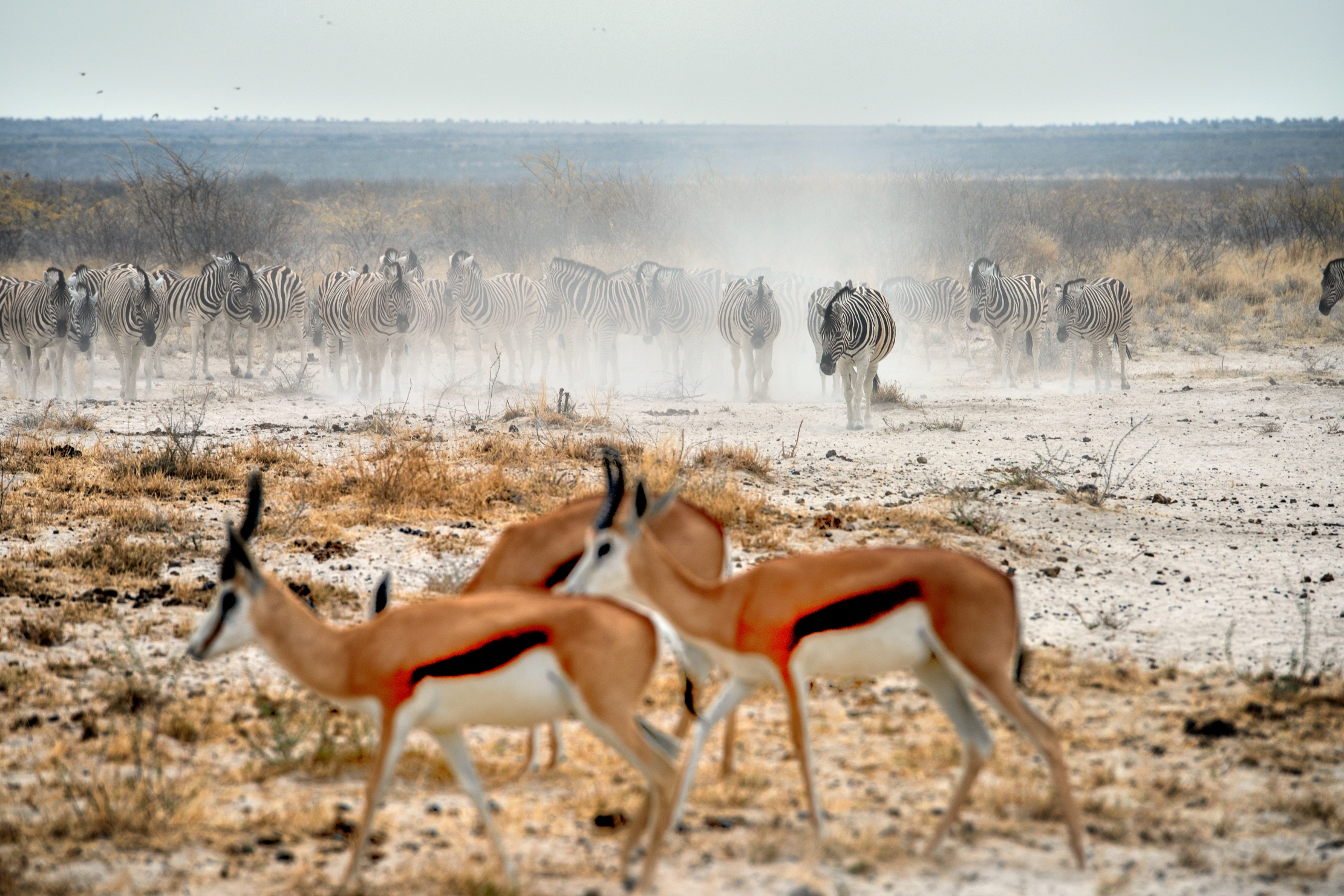 Etosha - Springbok  e zebre nella sabbia