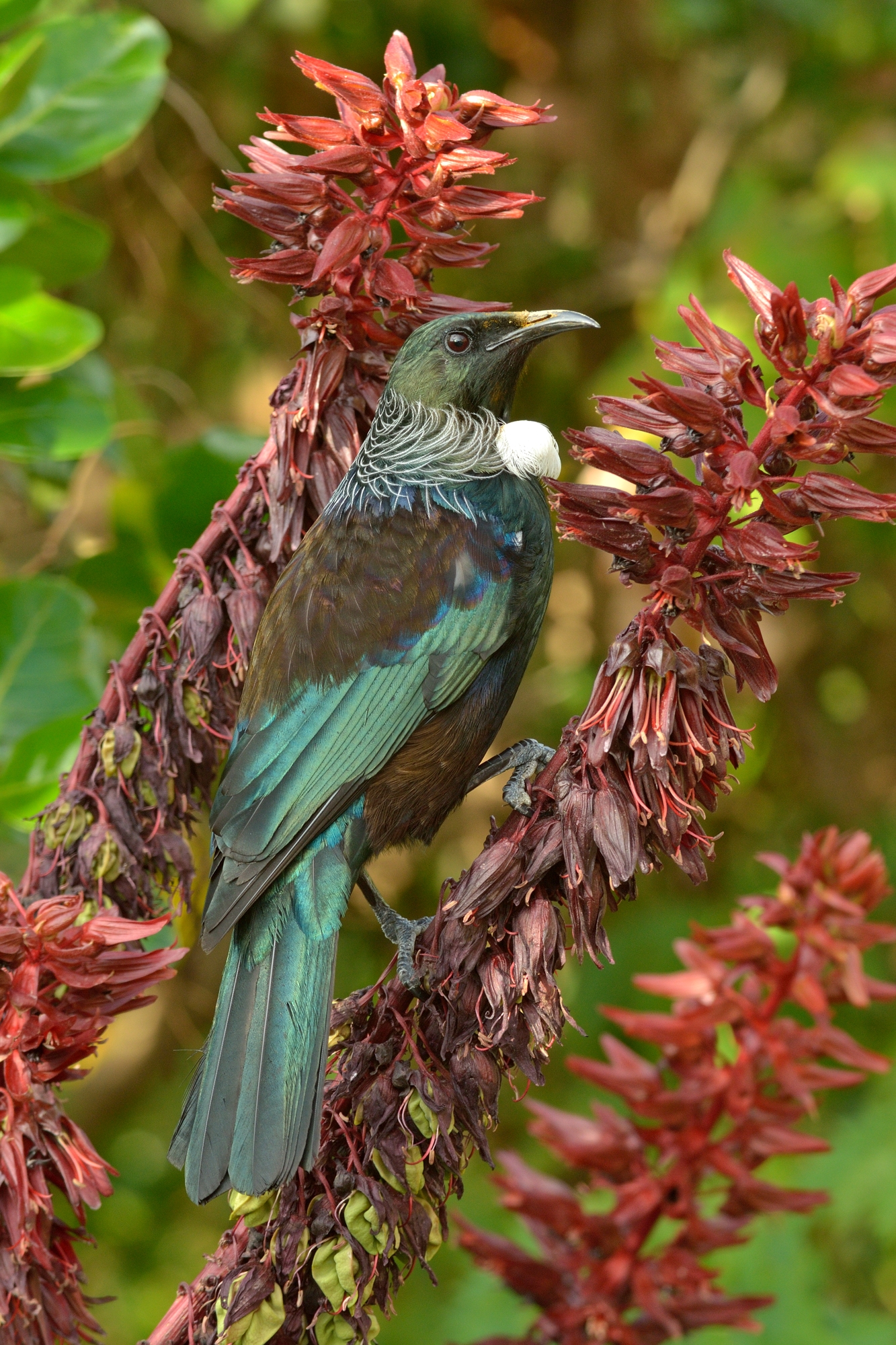 Prosthemadera novaeseelandiae