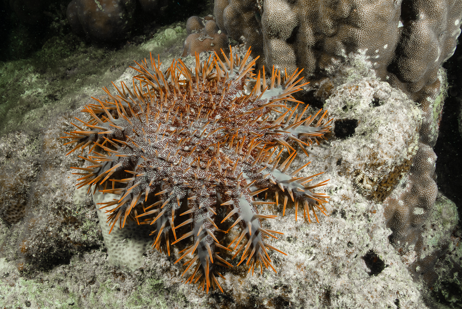 Acanthaster planci