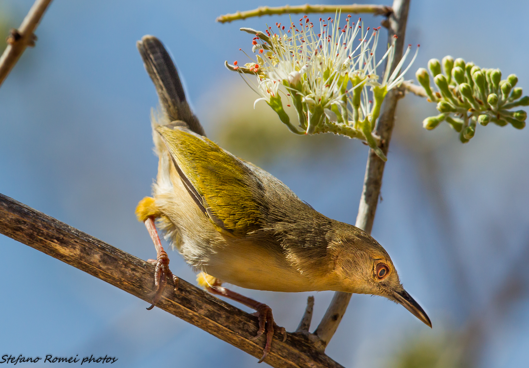 flowers and feathers