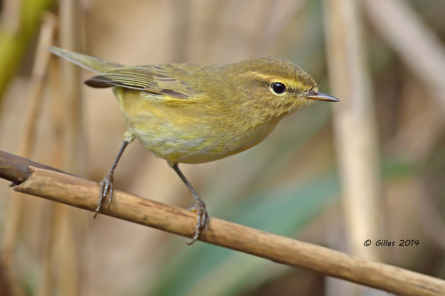 Lui piccolo (Phylloscopus collybita)