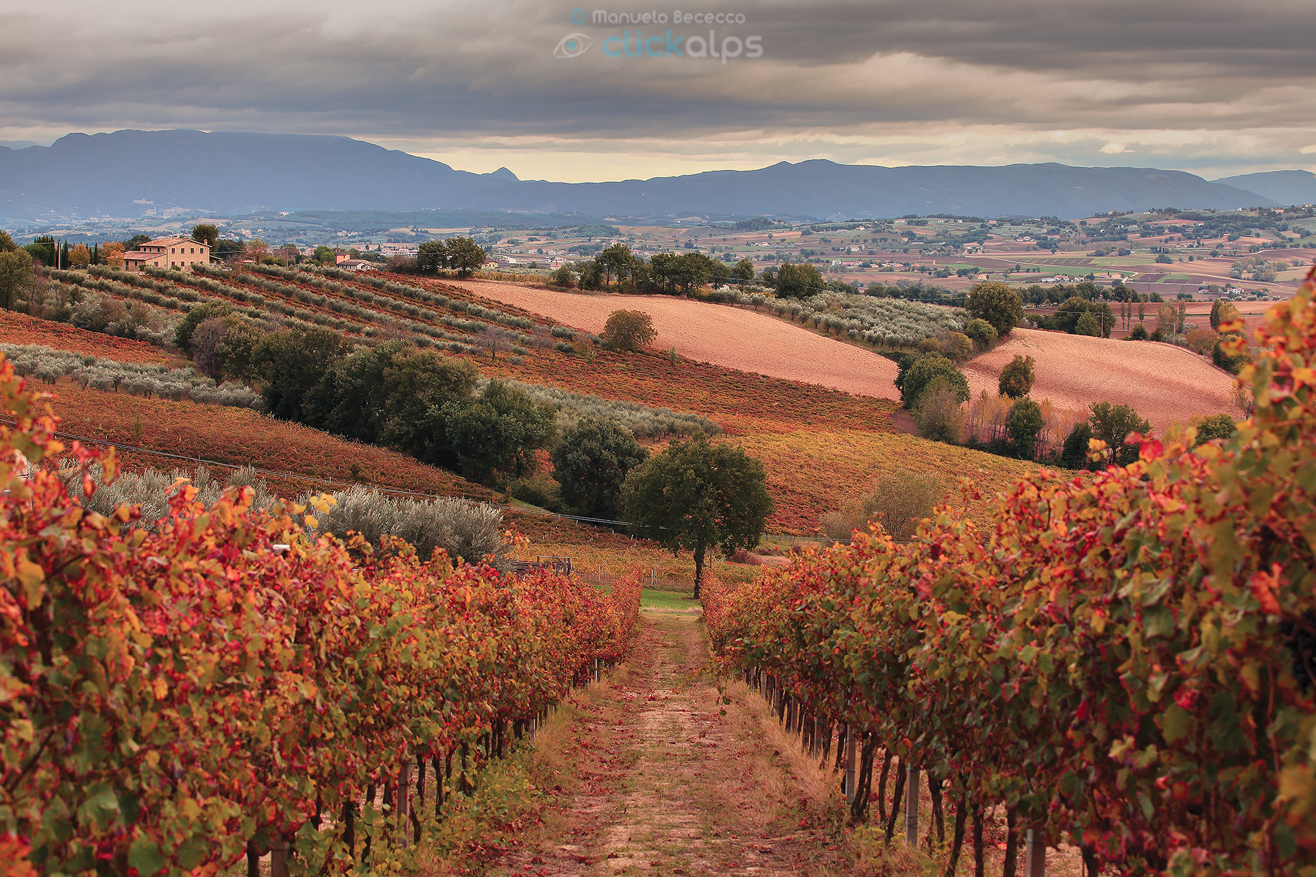 Down to the Umbrian vineyards