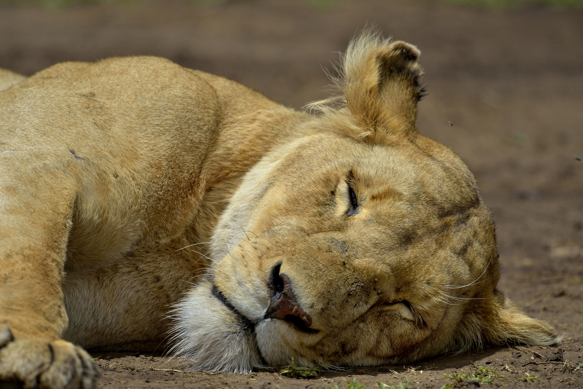 Ngorongoro Cocervation Area - Leonessa