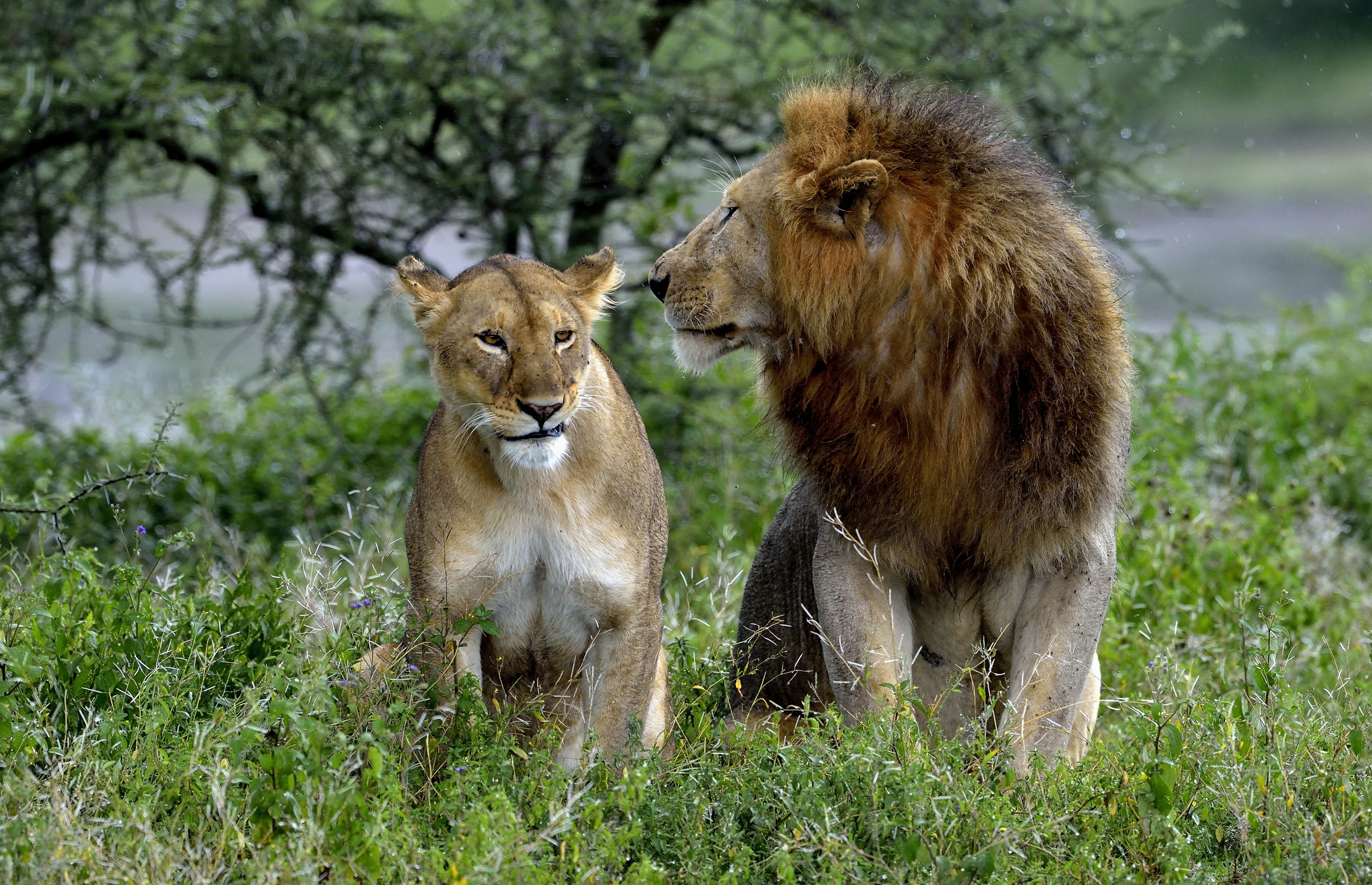 ngorongoro cons. area - Leoni