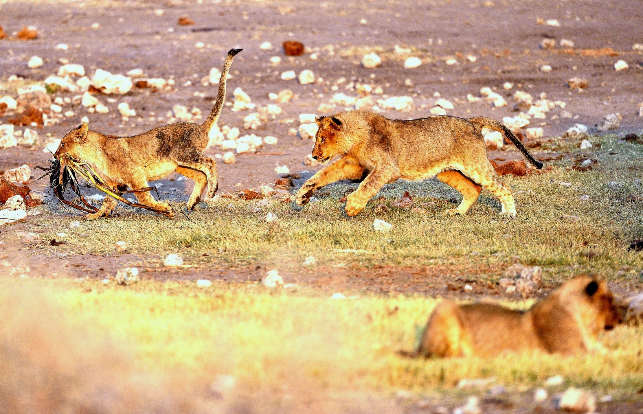 Etosha - Giovani leoni