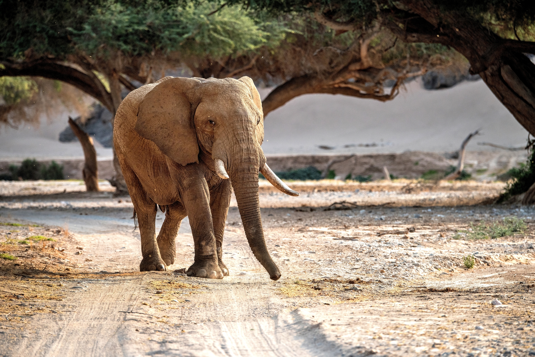 Deserto del Kaokoland - Elefante