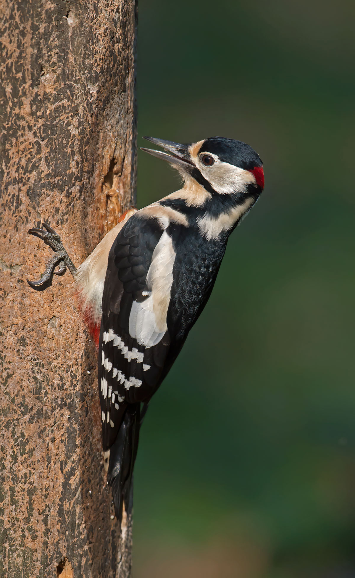 Picchio rosso maggiore