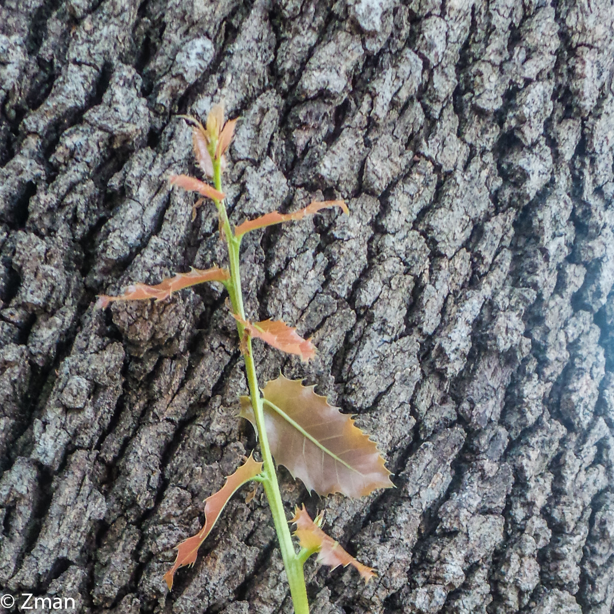 Nuovo foglie di quercia