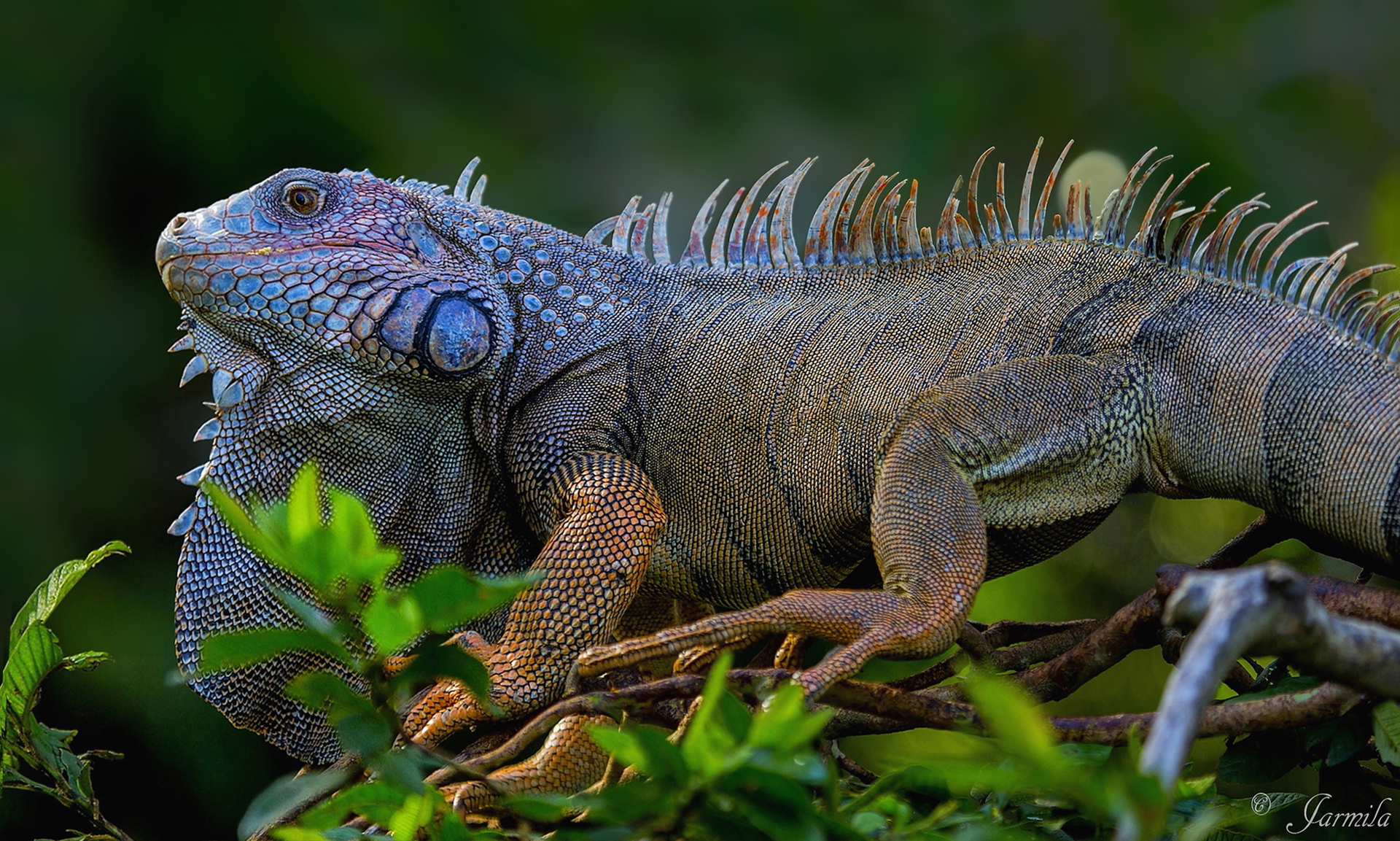 Iguana verde ( Iguana iguana Costa Rica)