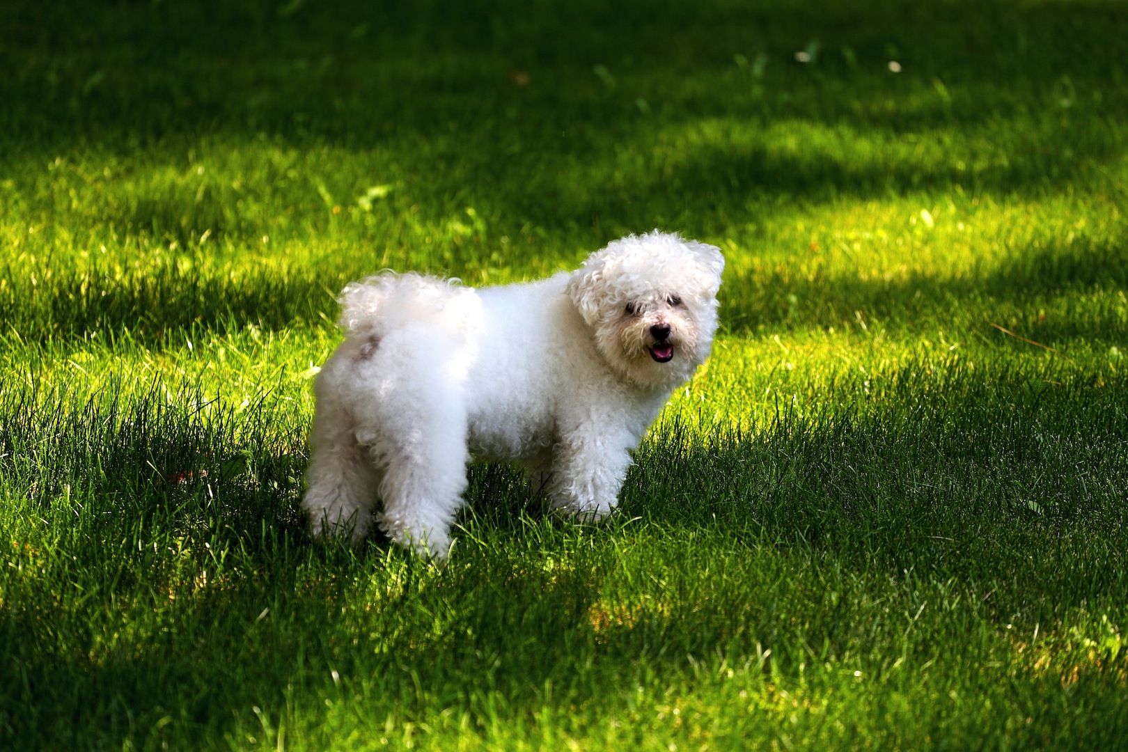 Il mio Bolognese (Giotto)