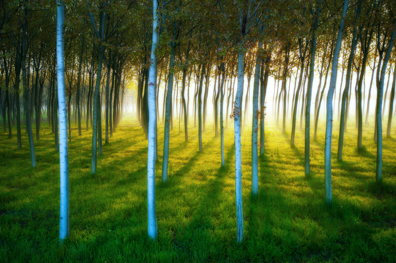 giovane pioppeto all'alba