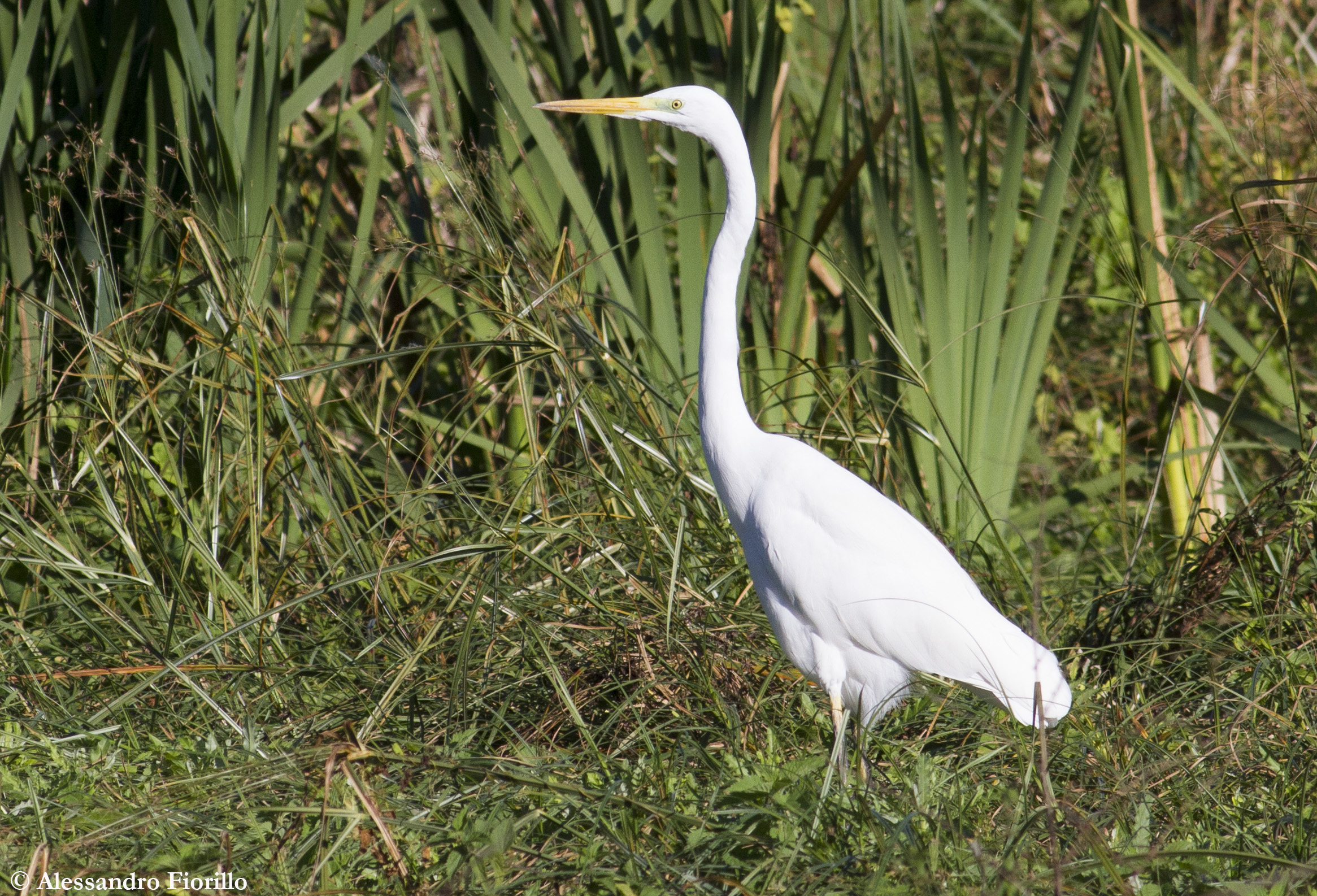 Great Egret