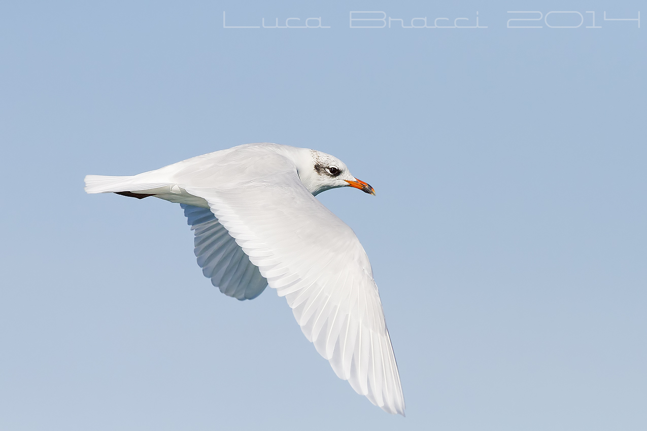 Gabbiano corallini ad. inverno