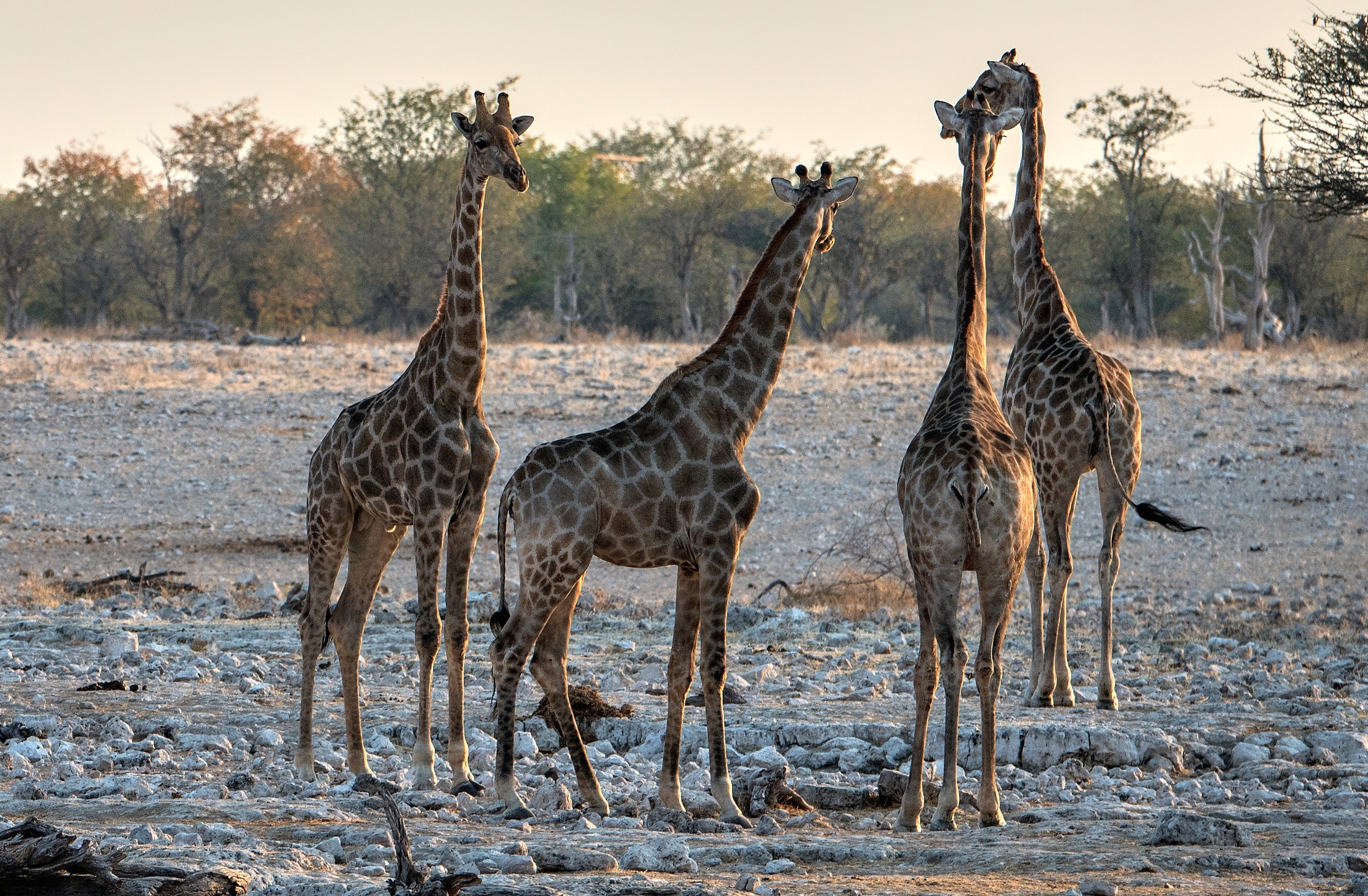 Etosha - Giraffe