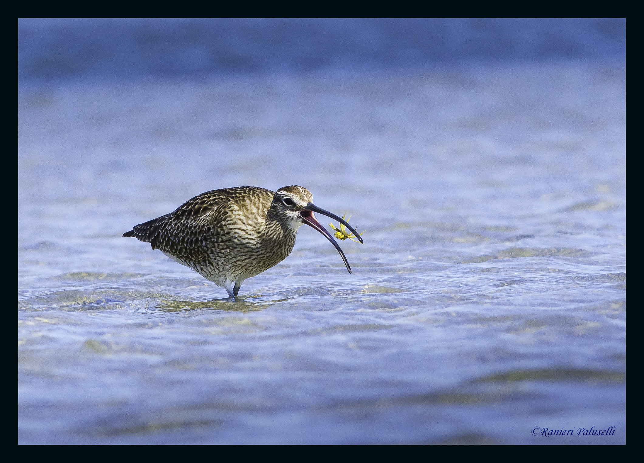 curlew